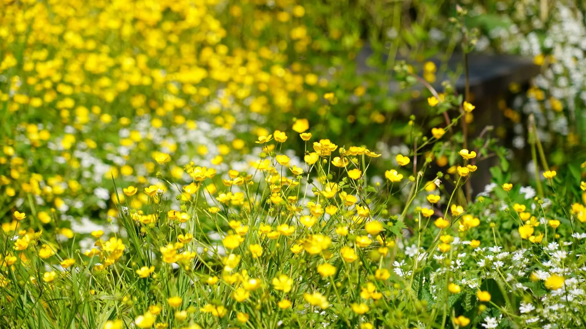 Natur im Garten