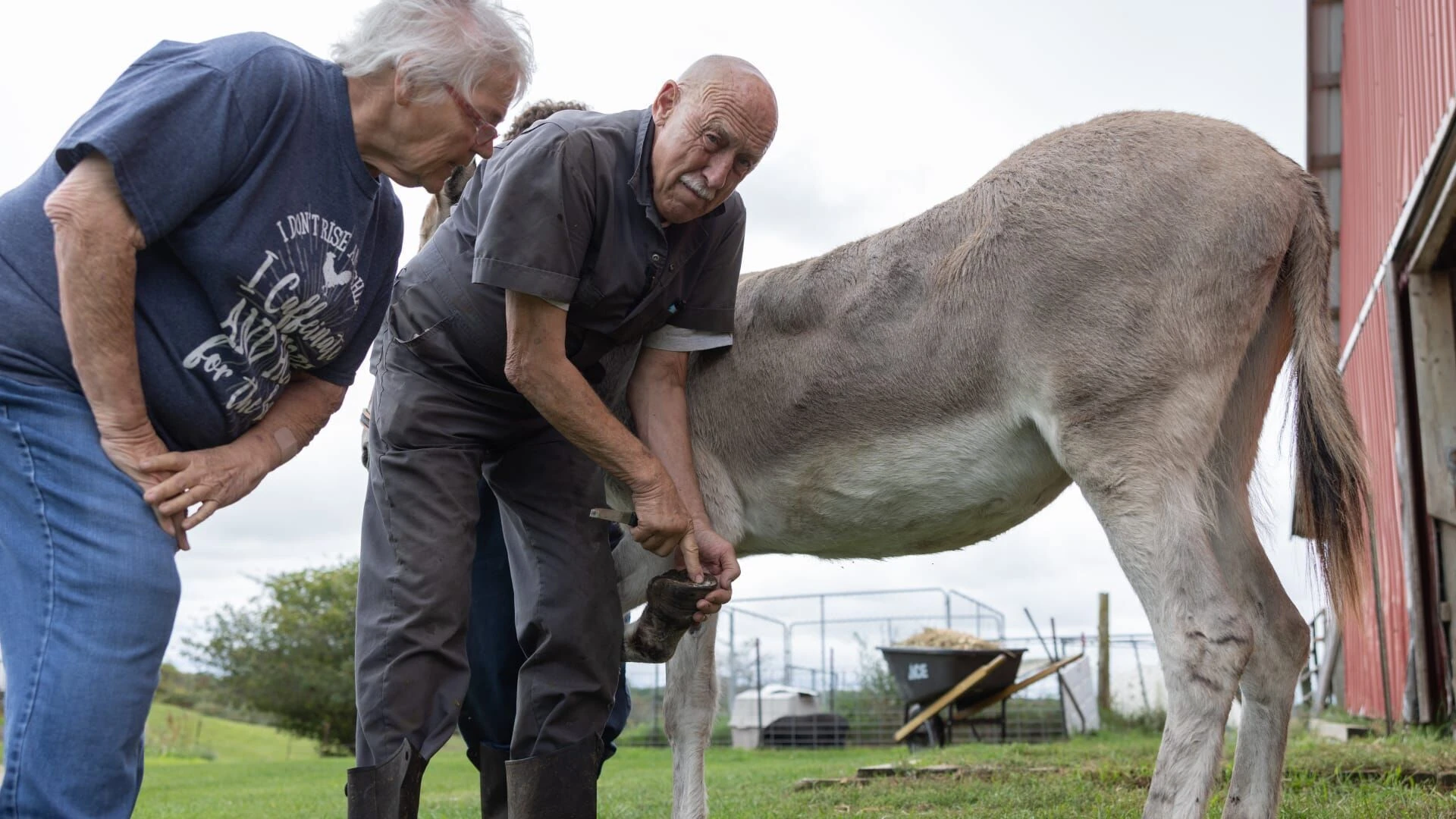 Der unglaubliche Dr. Pol