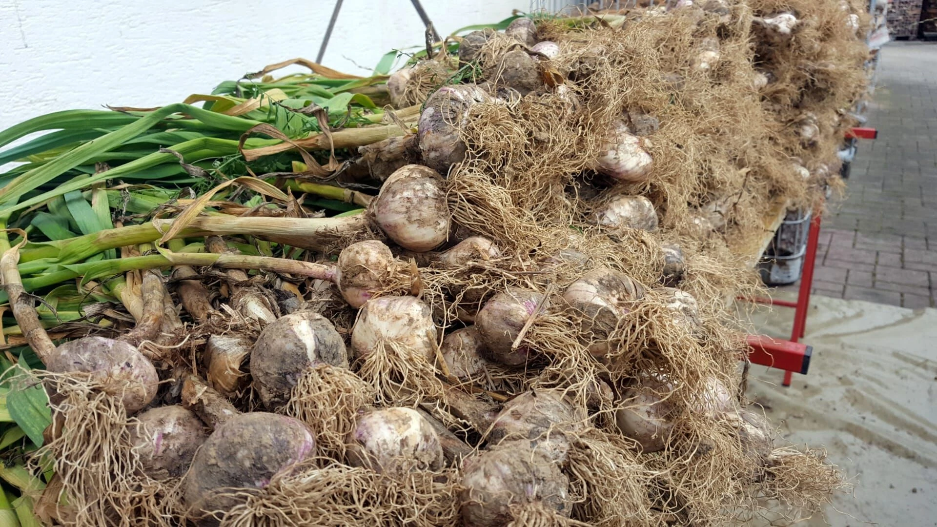 Zurück zur Natur