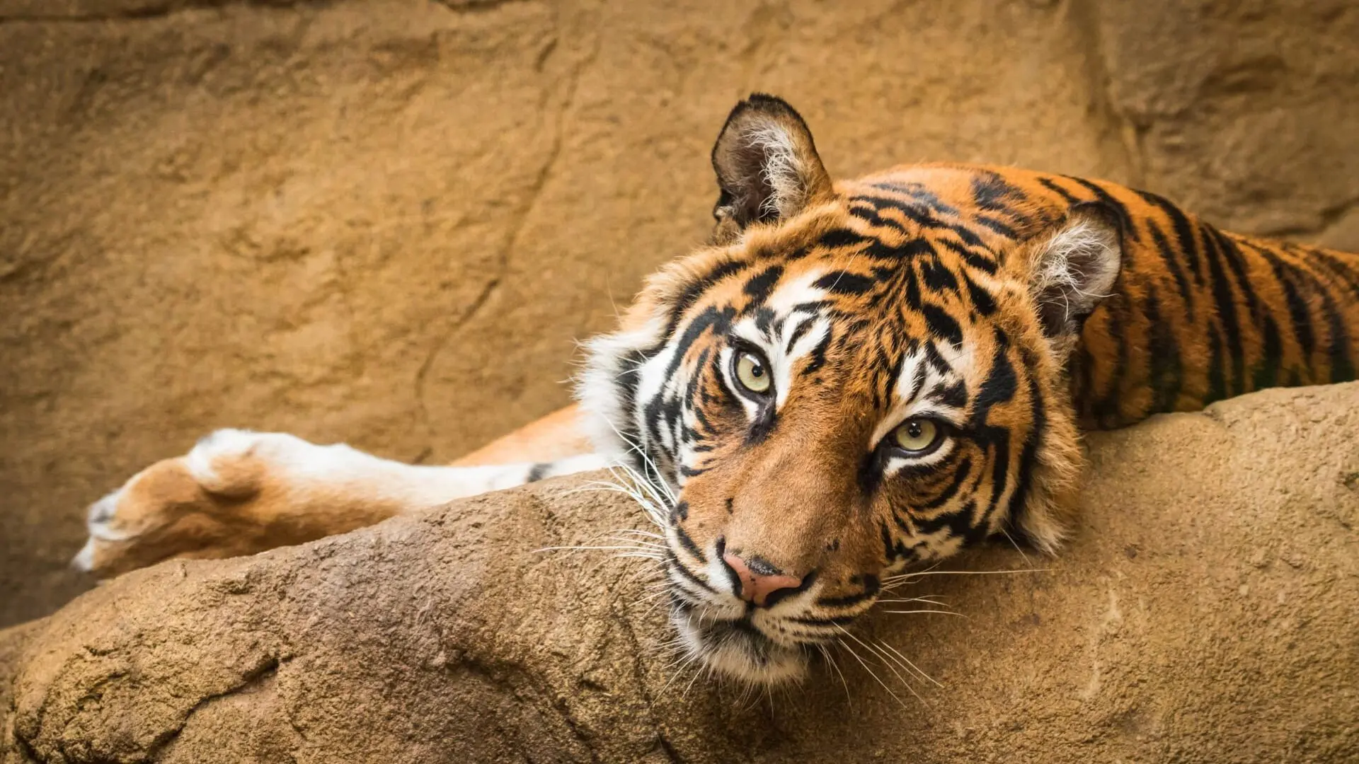 Zoo und so - Tierisch wild!