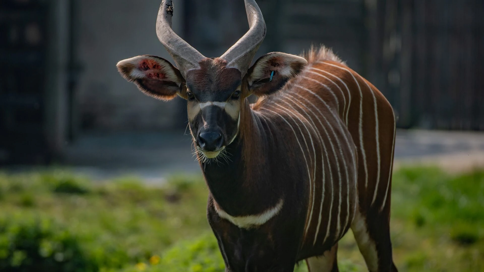 Zoo und so - Tierisch wild!