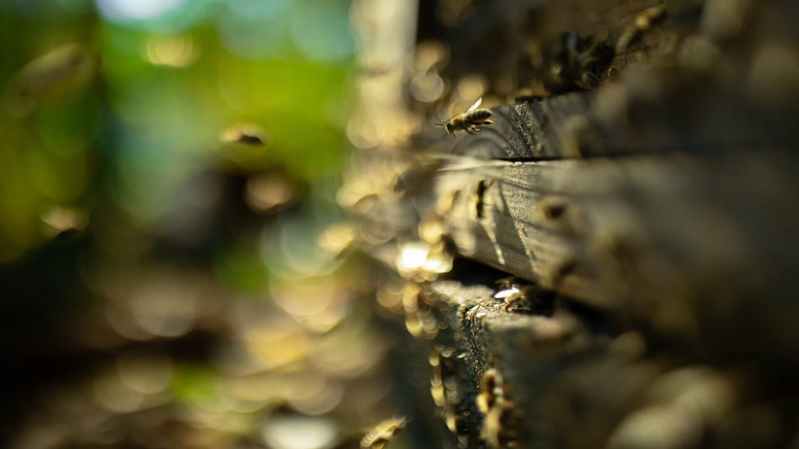 Die geheimnisvolle Welt der Bienen
