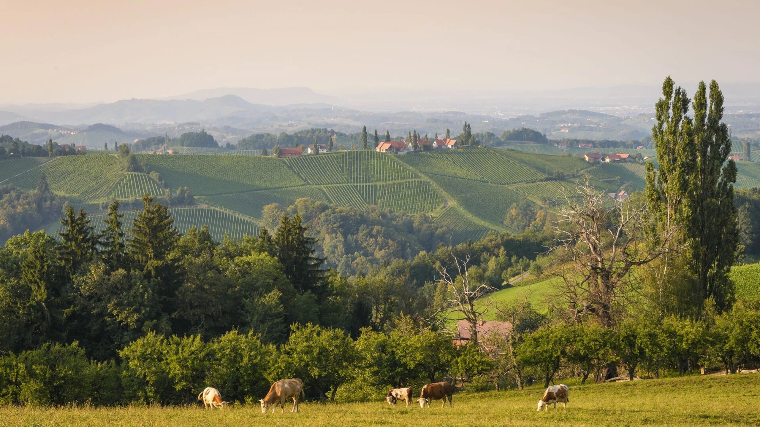 Bundesland heute Service