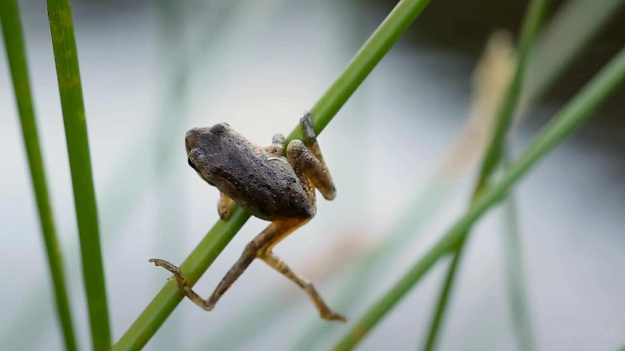 Zombies der Tierwelt