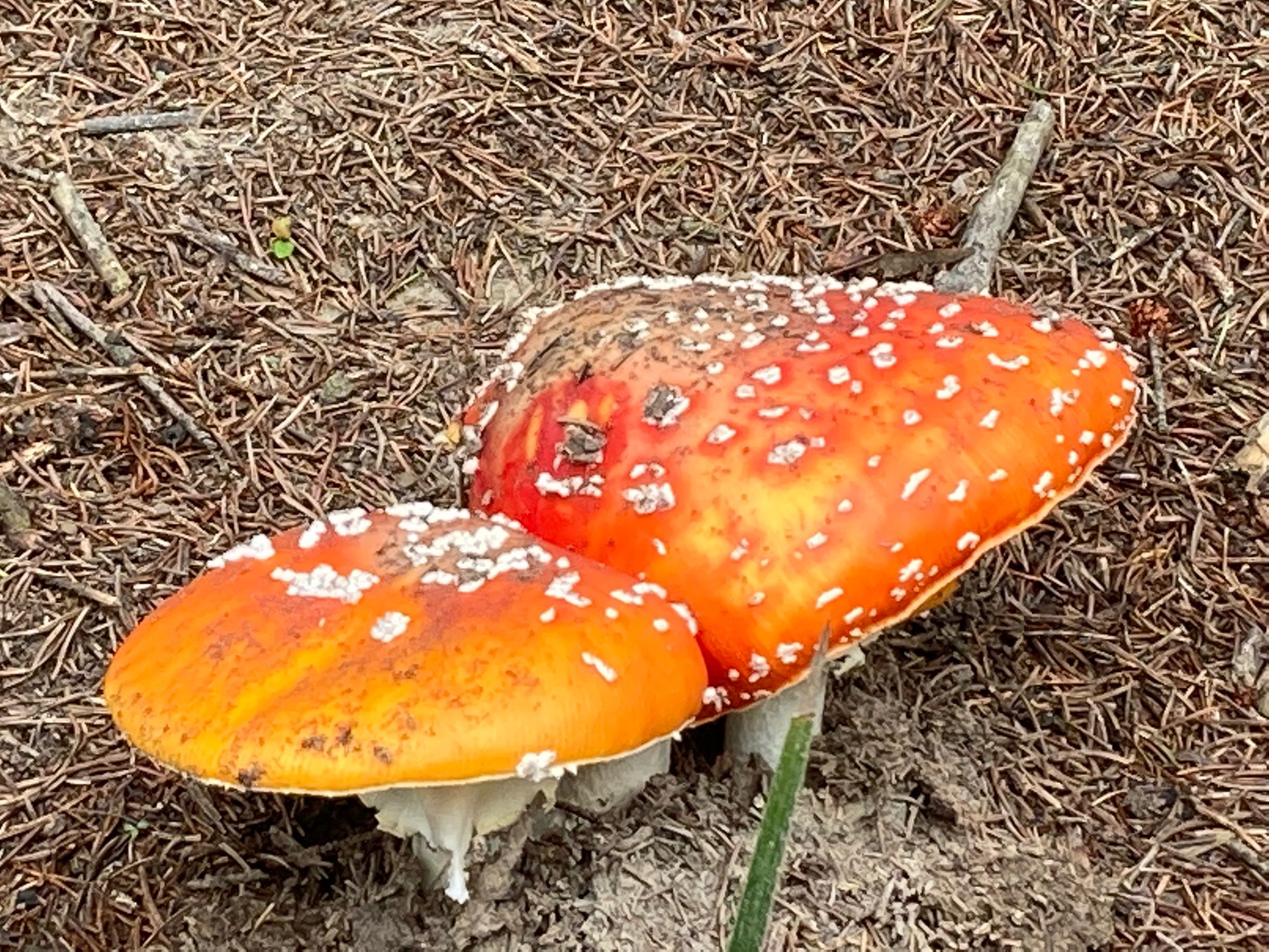 Fliegenpilz