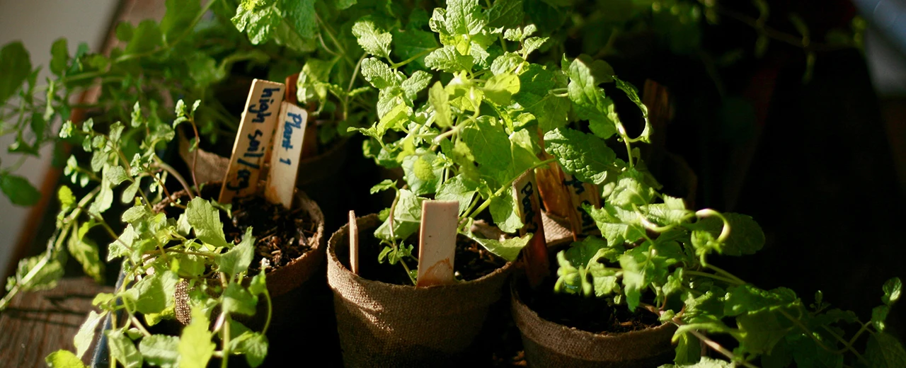 Junge Minzpflanzen in braunen Töpfen mit beschrifteten Holzschildchen.  Frisch, grün, Garten, Kräuter, Pflanzen.