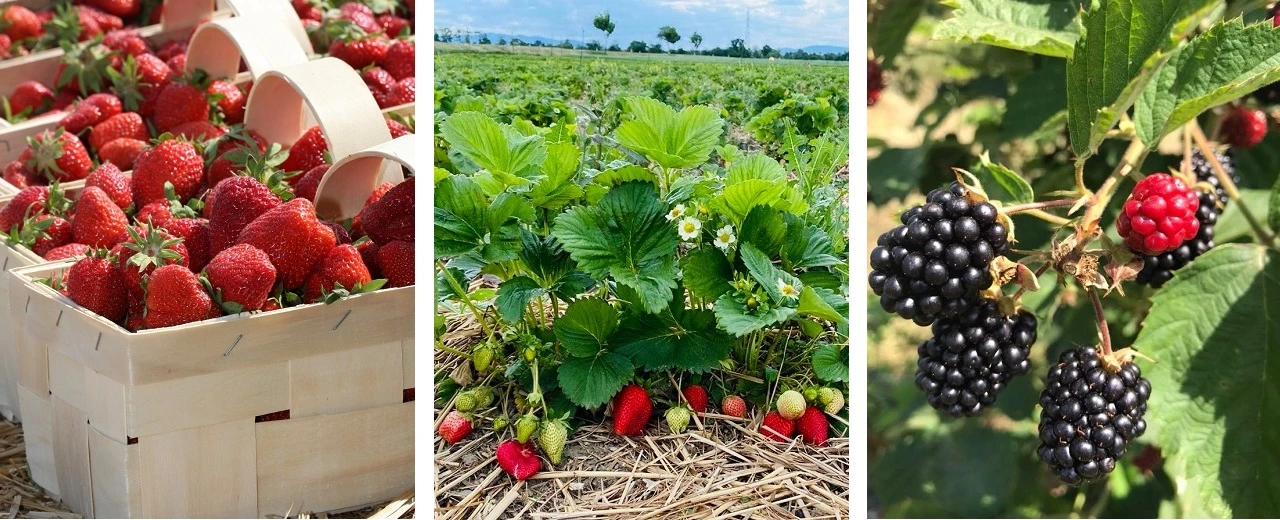 © Erbeerland Piris Farm | BeerenGlück