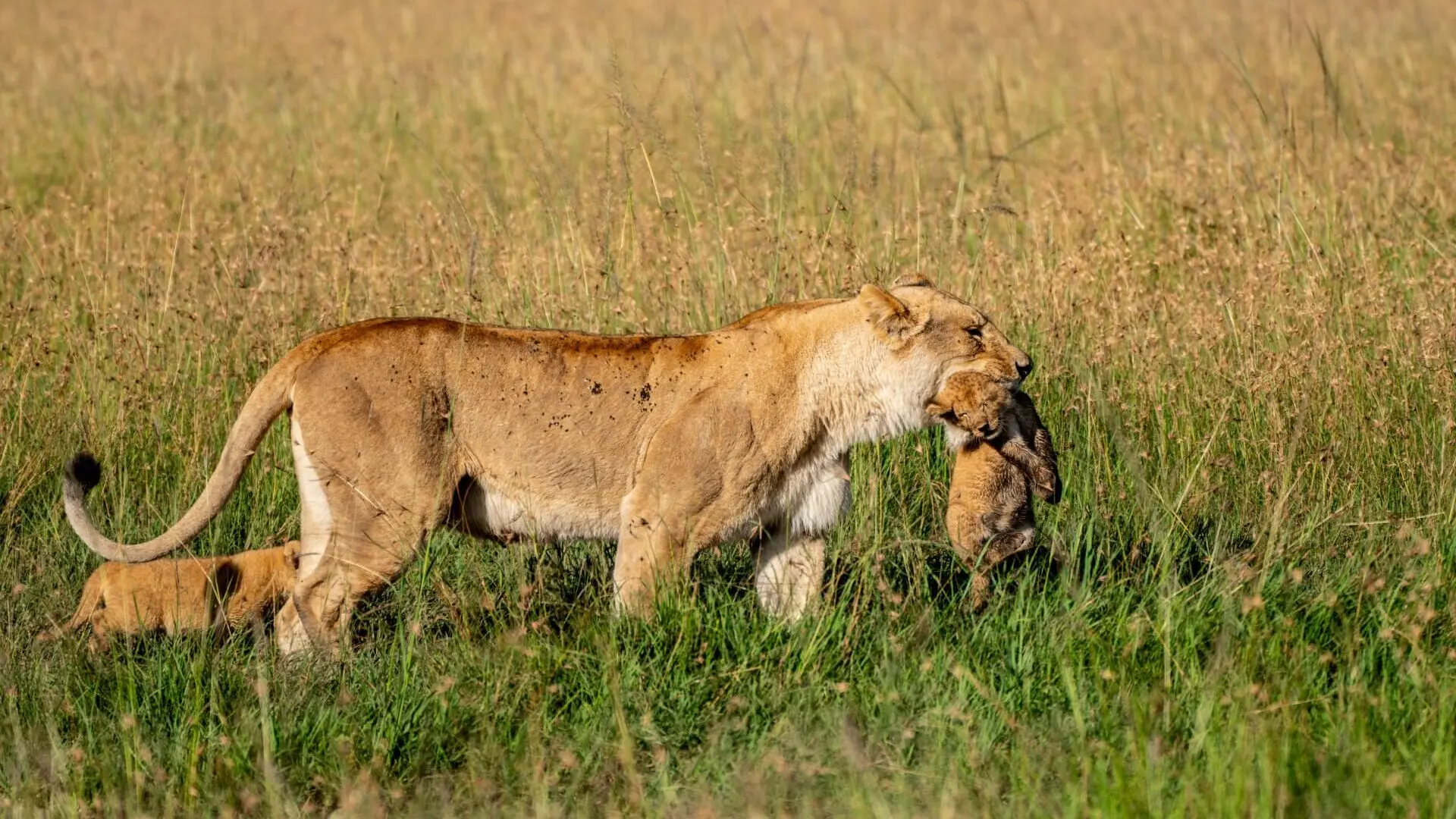 Terra Mater - Masai Mara