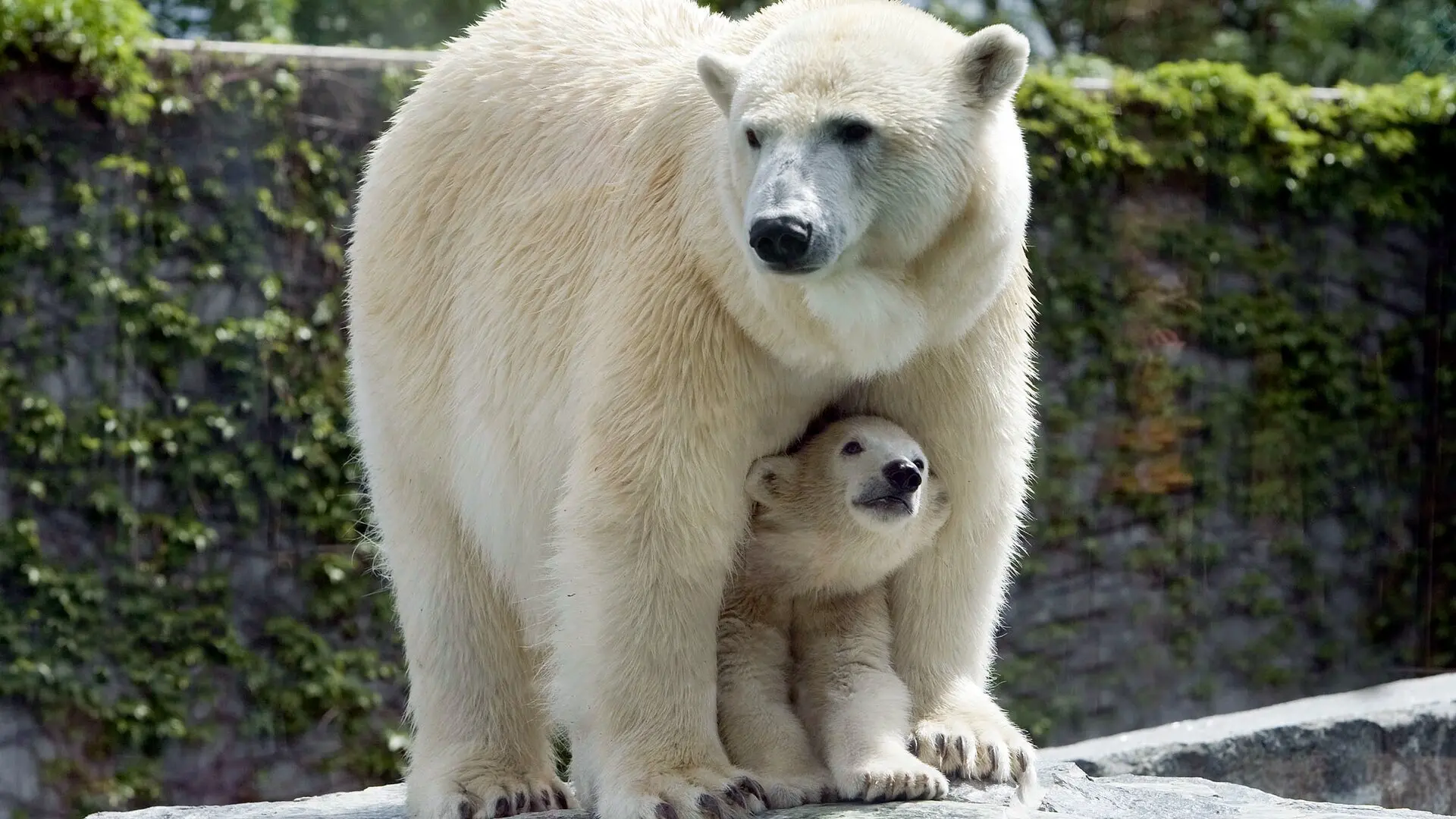 Eisbär, Affe & Co.