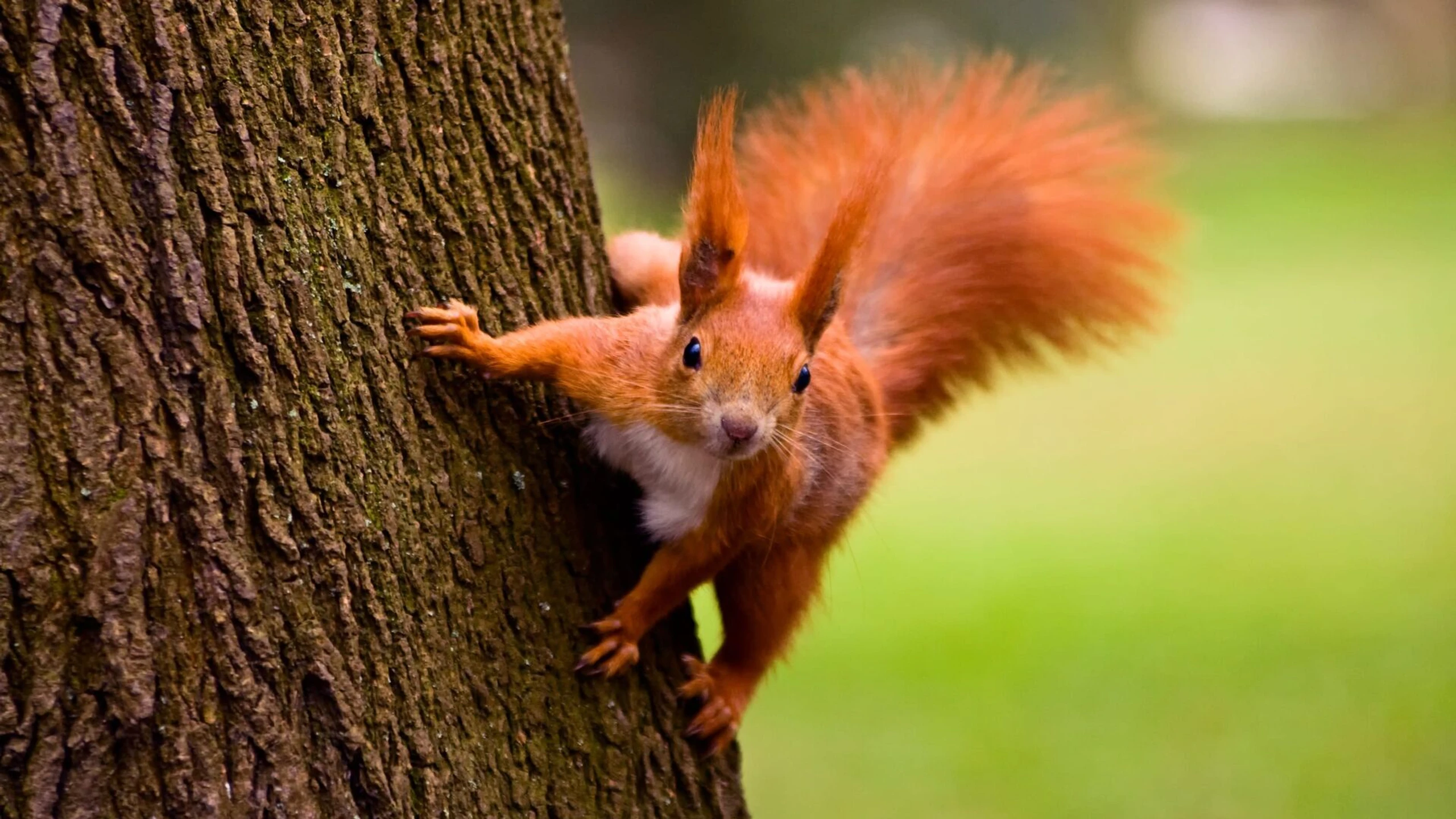 Clever & flink - Die Superhörnchen