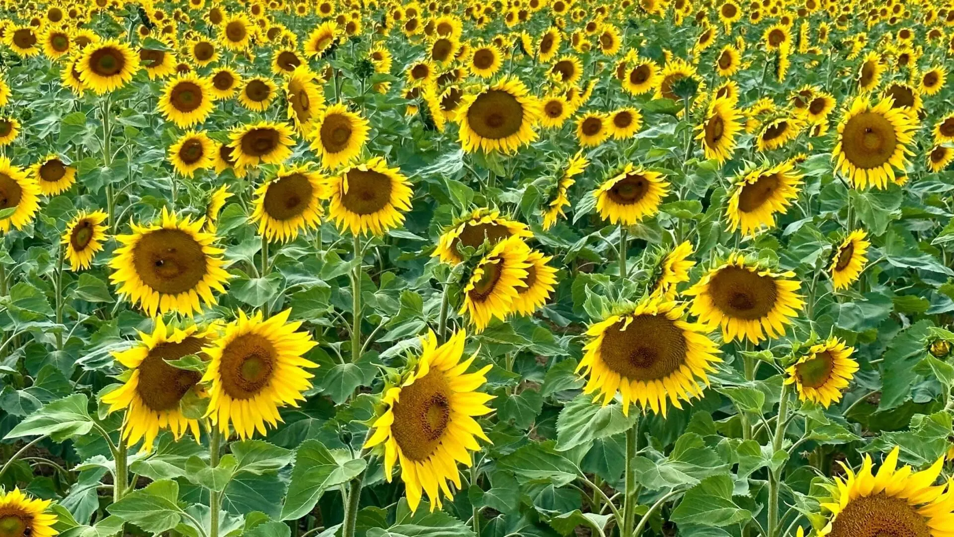 Das Paradies in der Ferne - Das grüne Großherzogtum Luxemburg