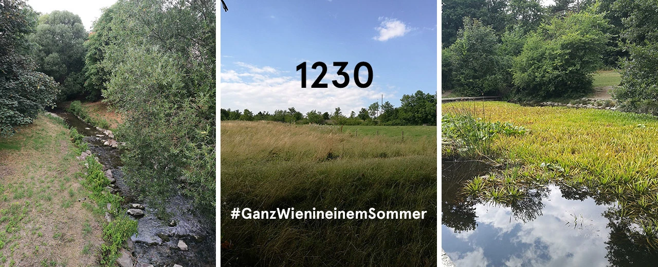 © Lena Schmid Drei Bilder zeigen einen Bach, eine Wiese und einen Teich. Schönes Sommerbild aus Wien.