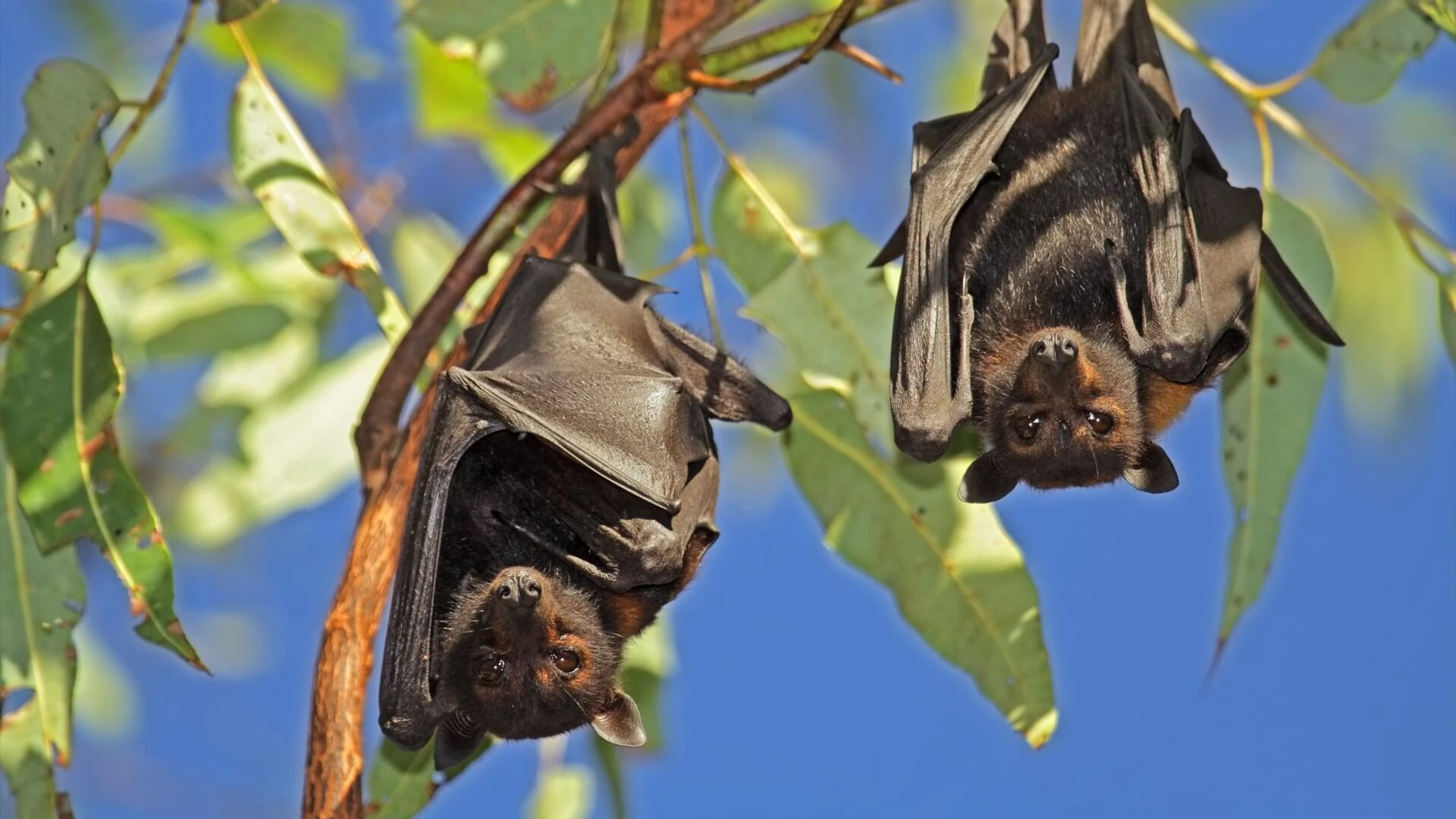 Wildlife Diaries Australien