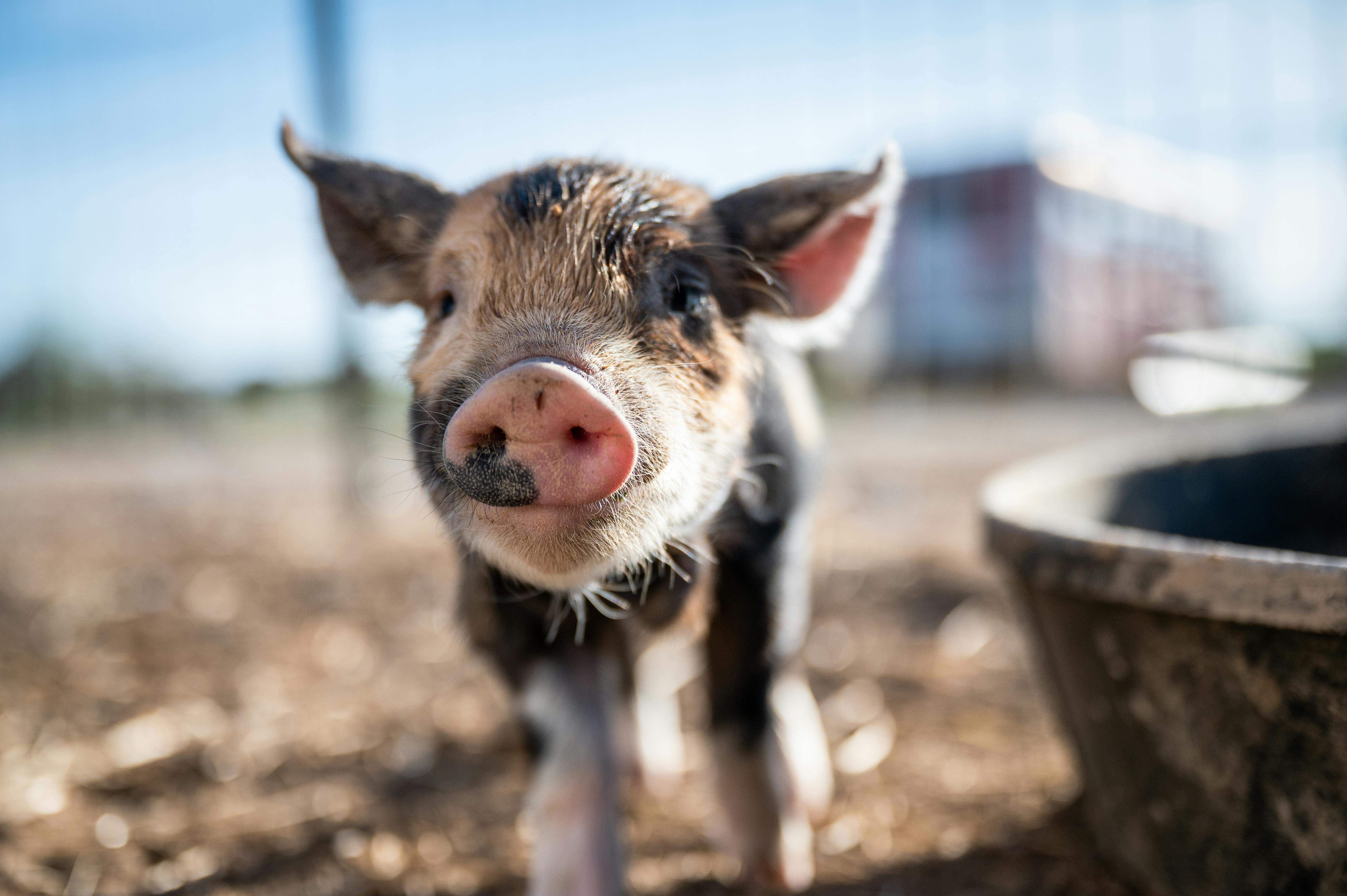 Schwein