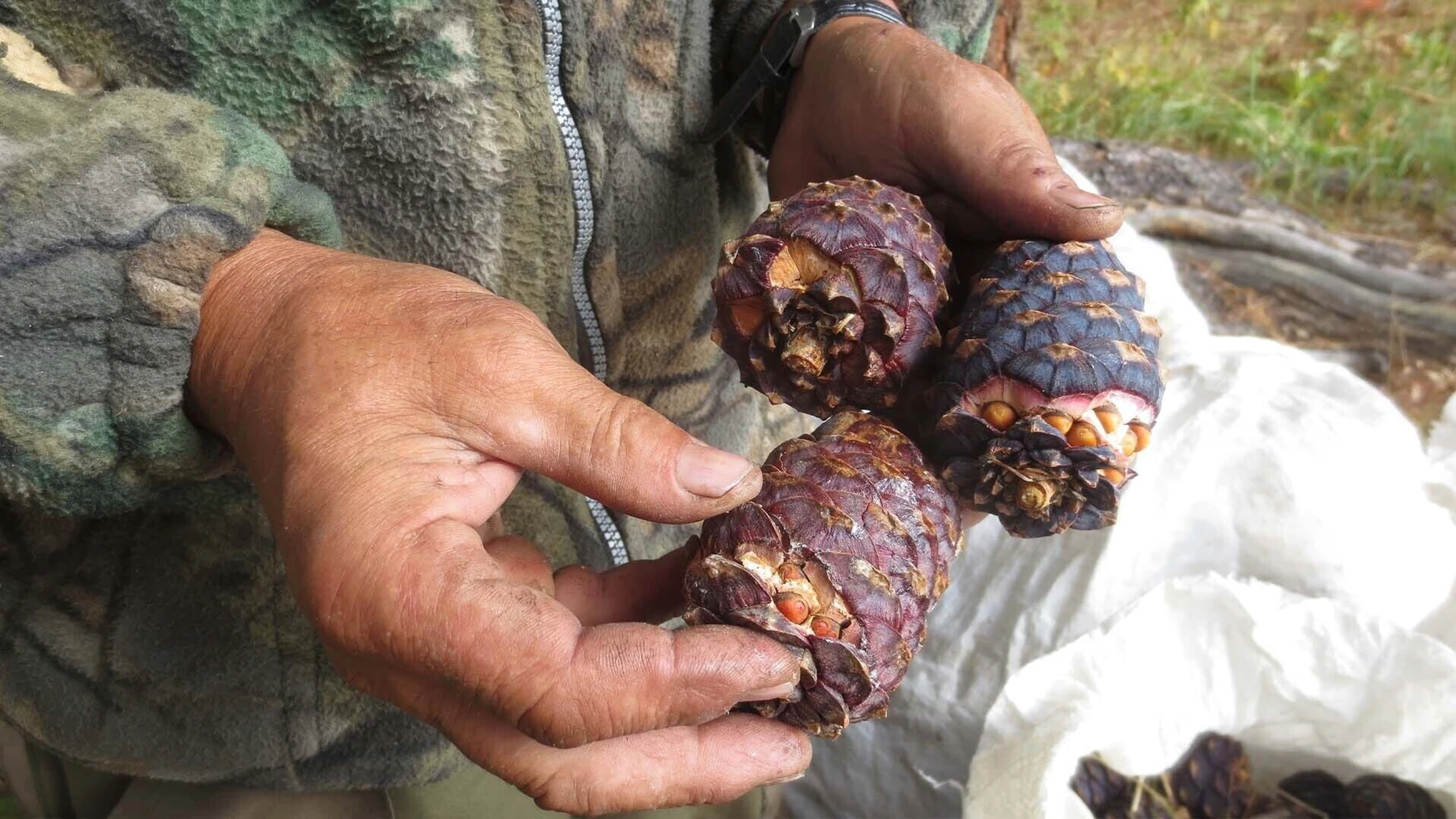 Die Zedernuss, die Königin von Sibirien