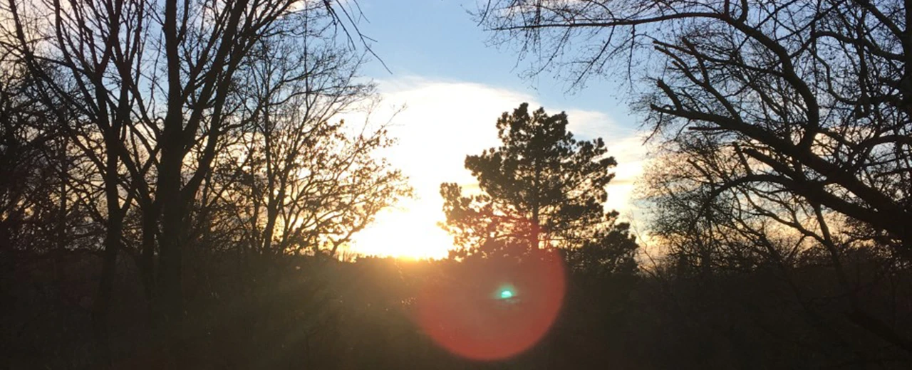 Sonnenuntergang durch kahlen Baumästen. Warmes Licht, blauer Himmel.