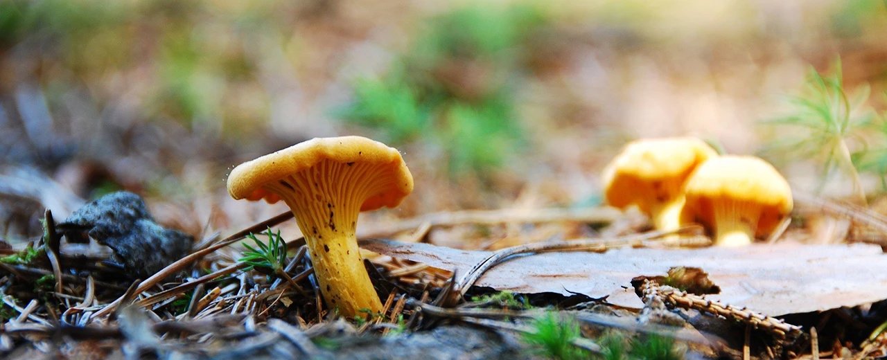 Nahaufnahme von drei goldgelben Pilzen im Wald, zwischen Nadeln und Blättern.