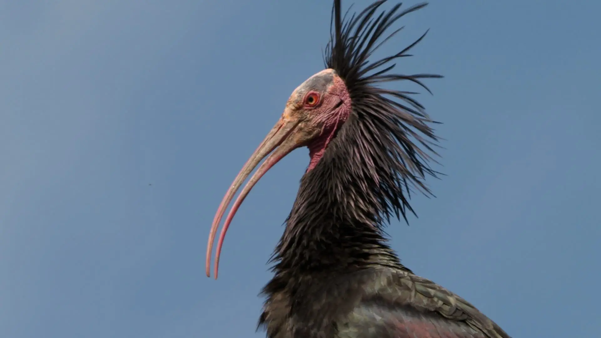 Der Waldrapp - Zugvogel im Aufwind