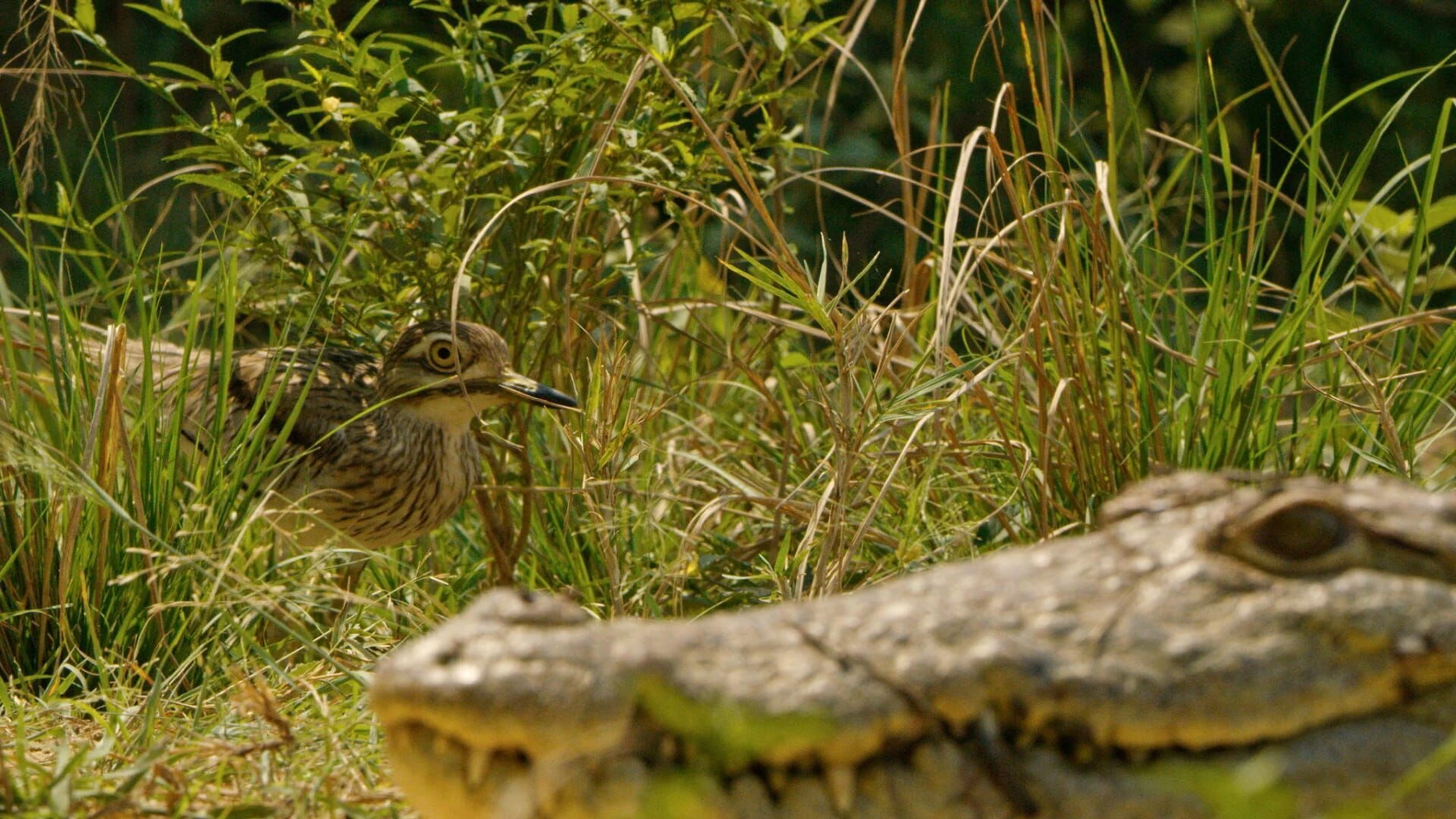Kalahari: Land der geheimen Allianzen