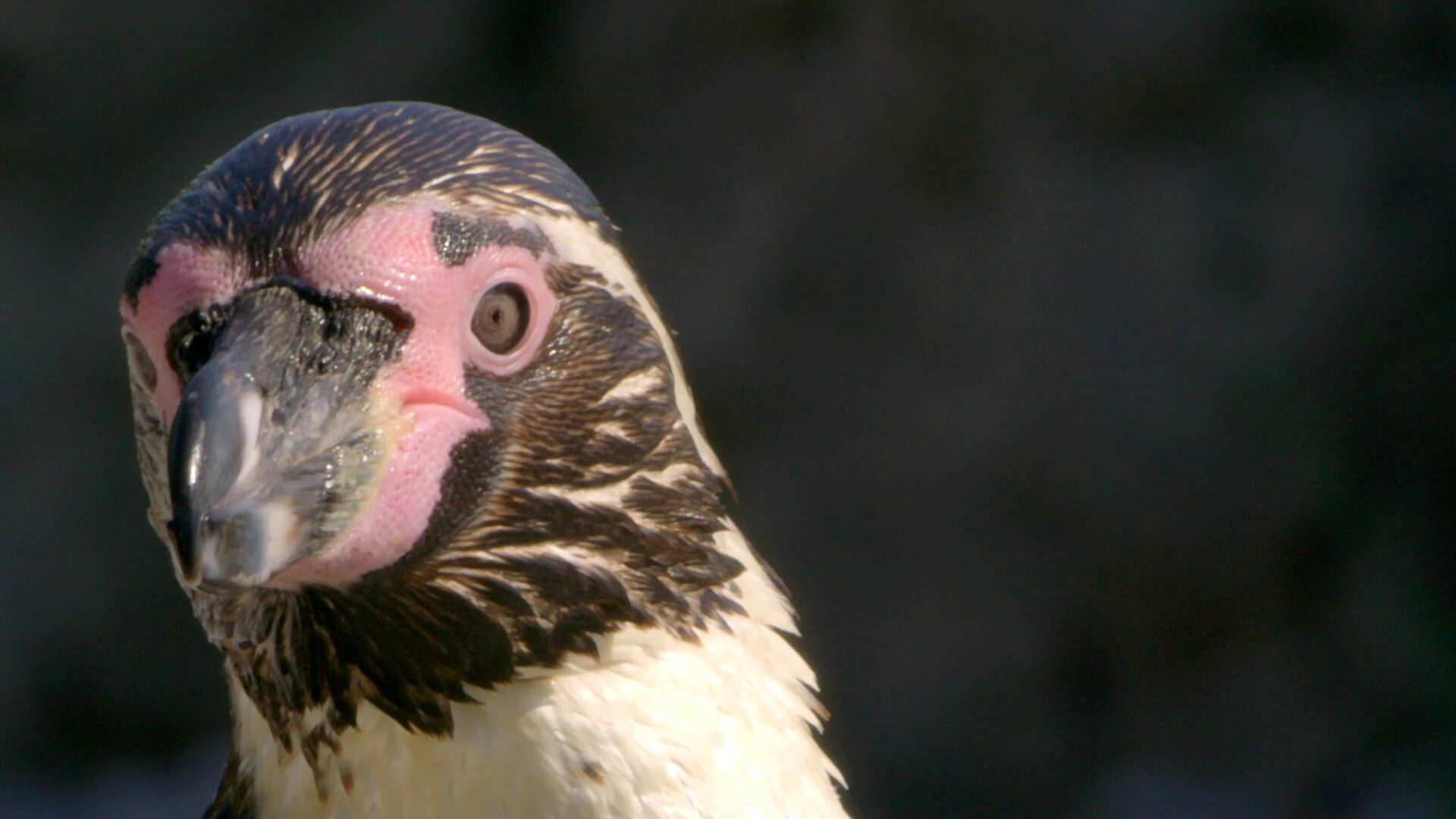 Zoo und so - Tierisch wild!