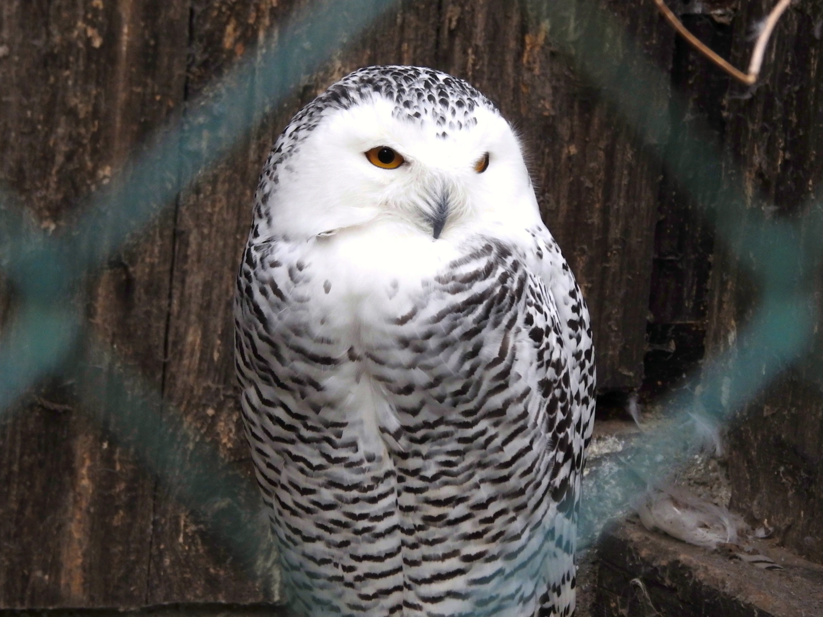 Schneeeule