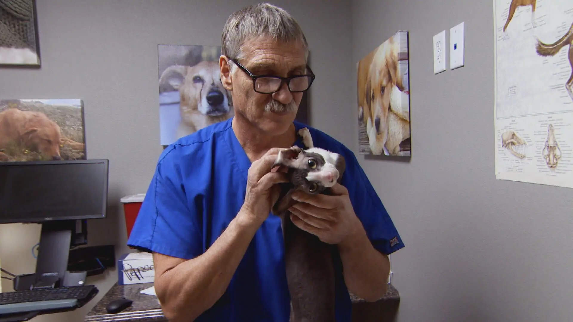 Tierarzt Dr. Jeff - Der Rocky Mountain Doc