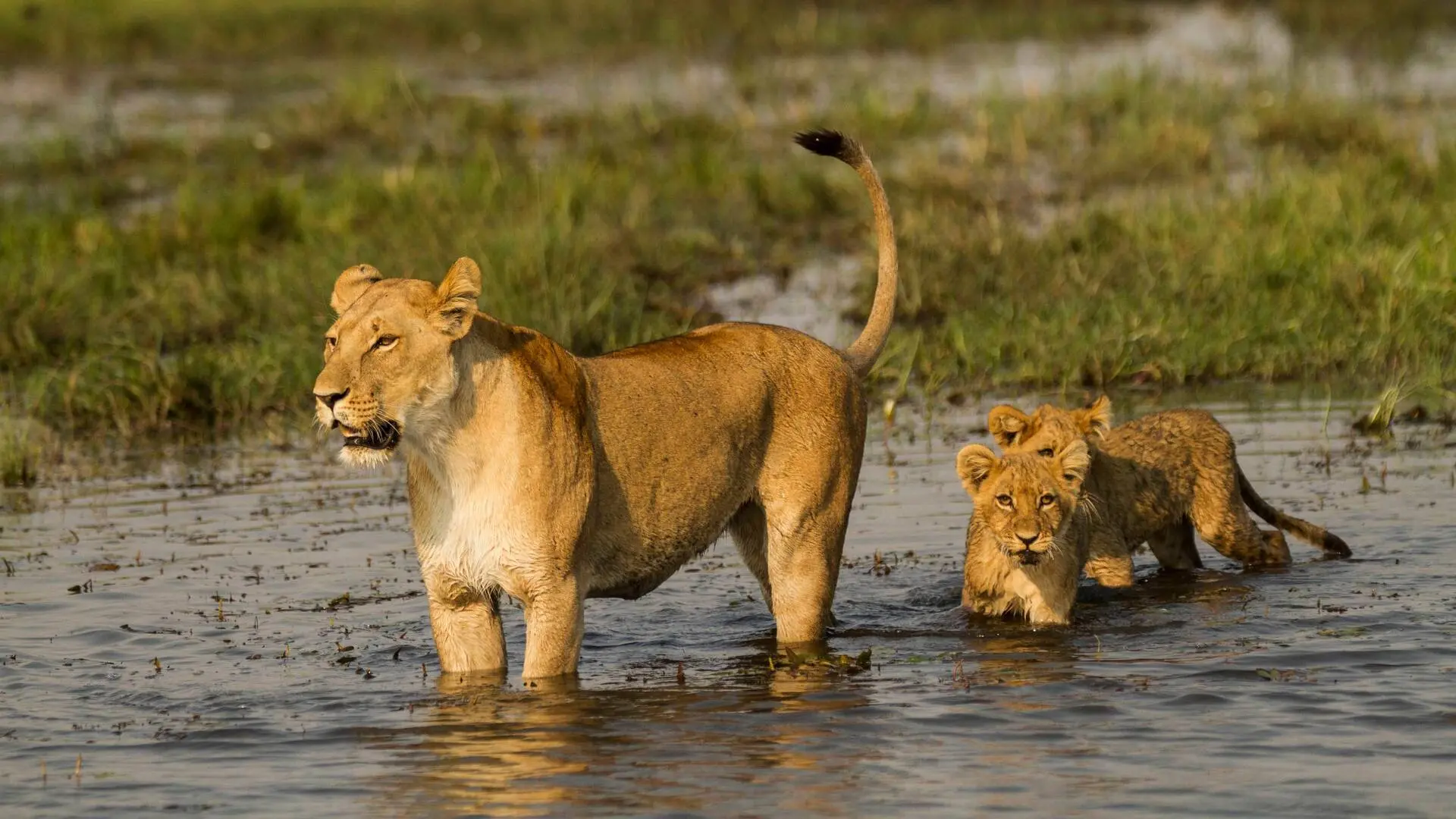 Botswana: Zum Kämpfen geboren