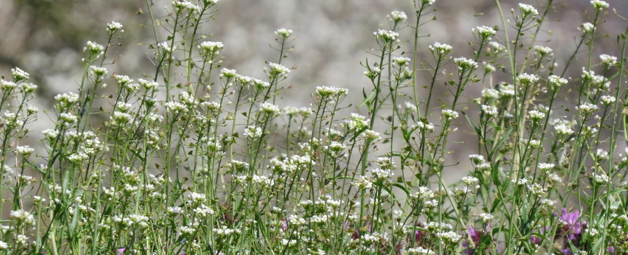Dichte Gruppe von weißen Blüten auf hohen, schlanken Stielen. Frühlingliche Naturlandschaft.