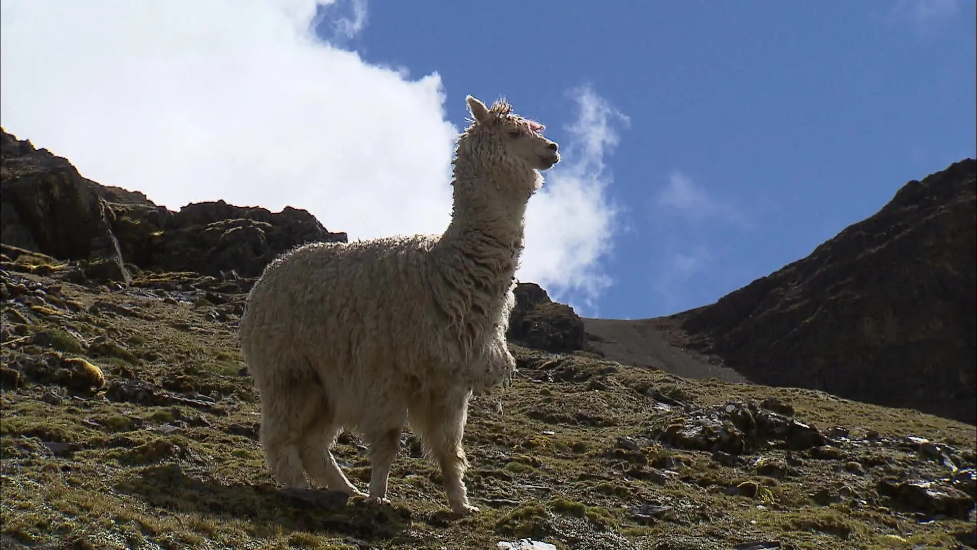 Peru, Ein Alpaka für Christobal
