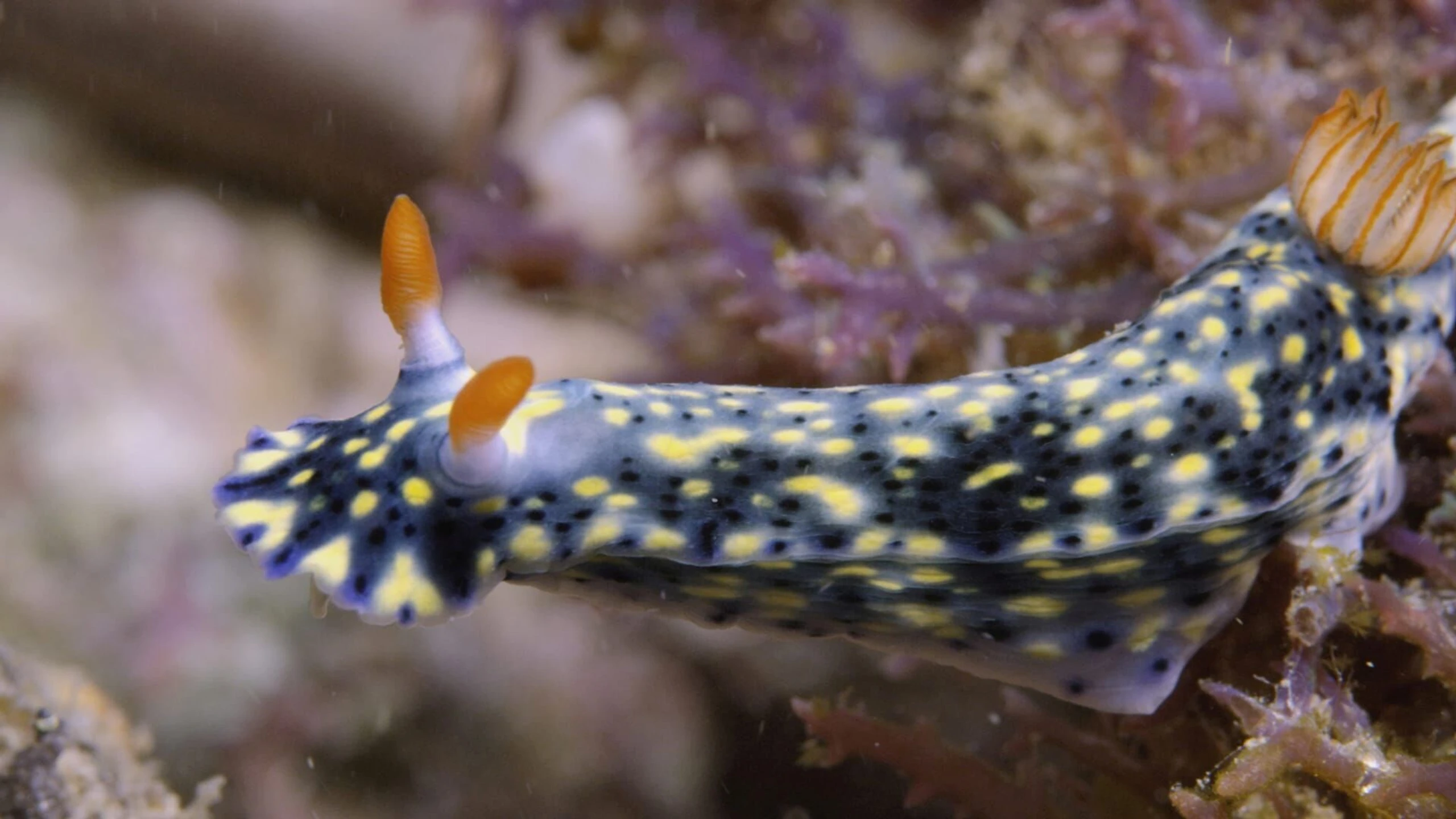 Große, blaue Wildnis