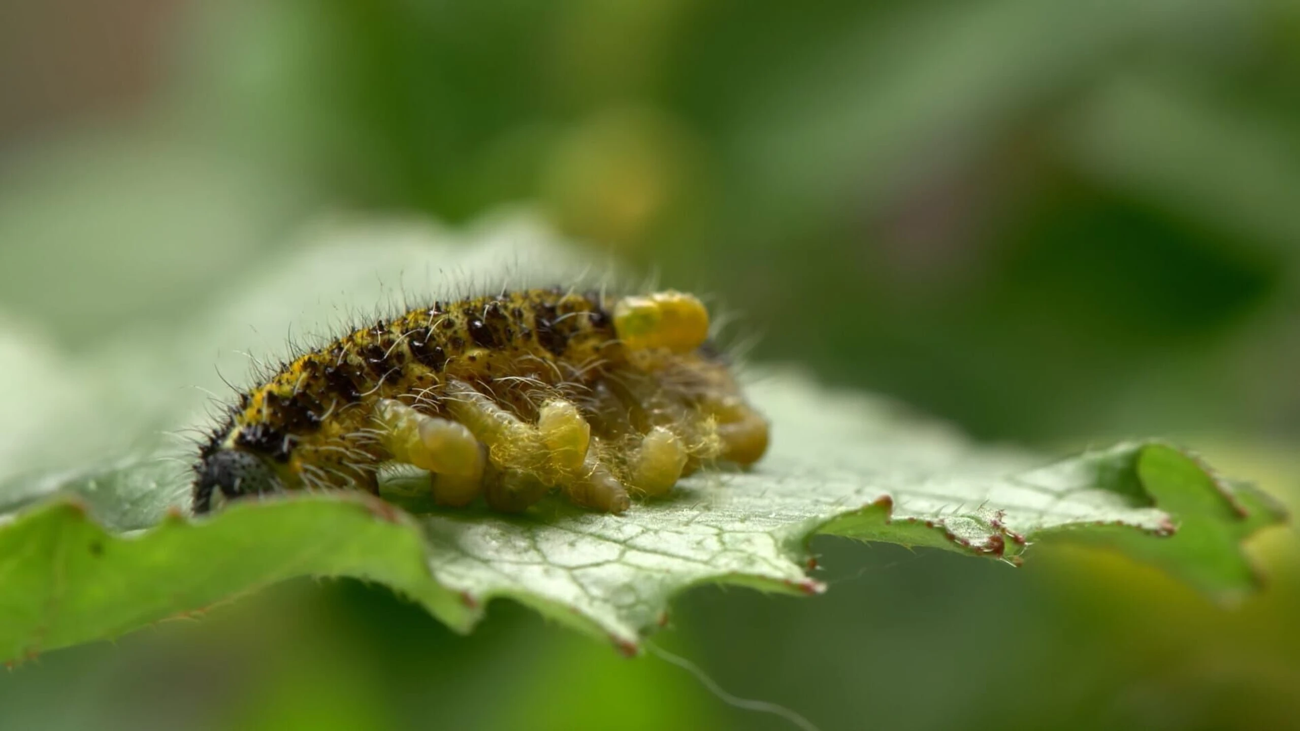 Zombies der Tierwelt