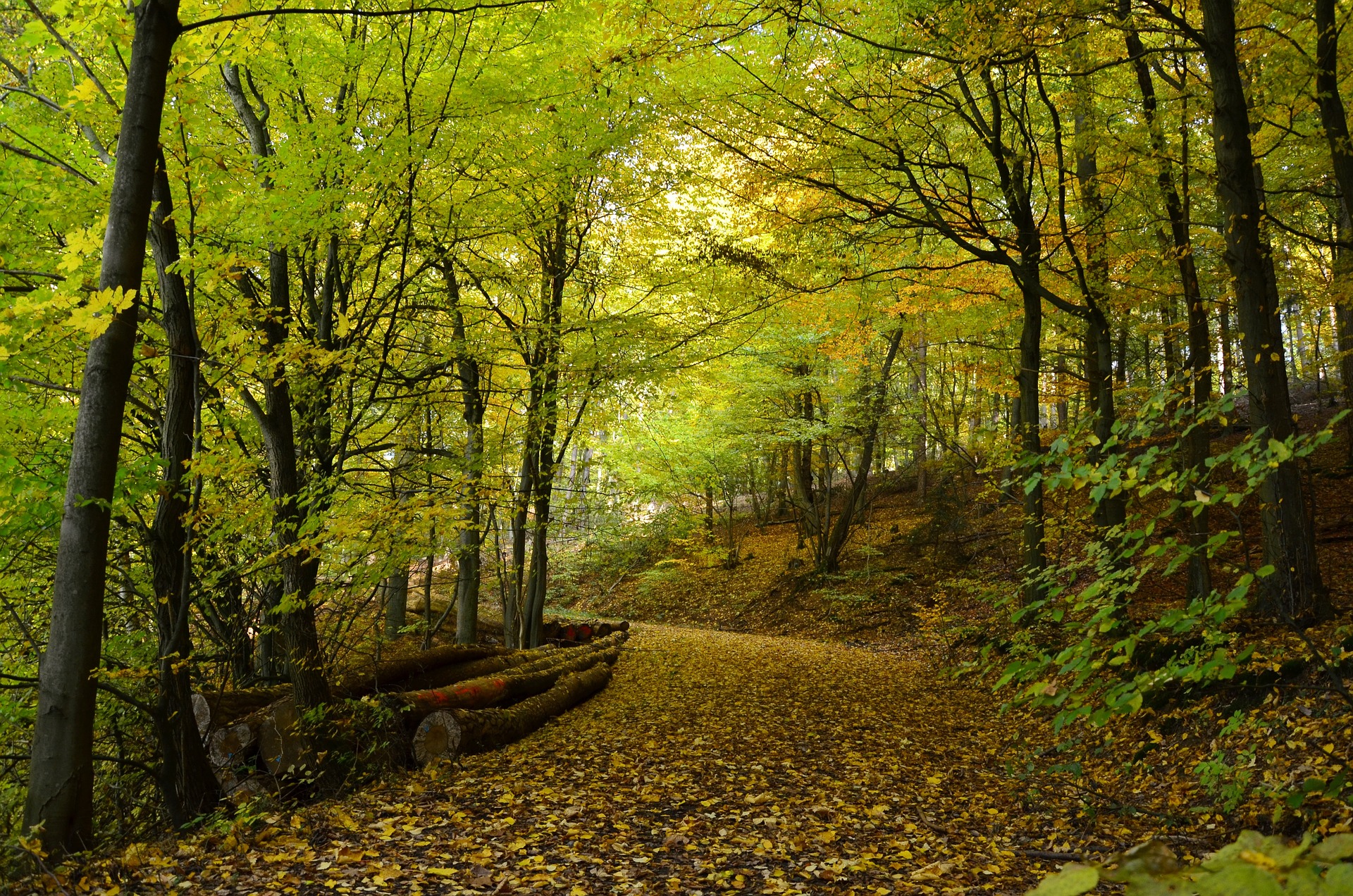 Waldweg