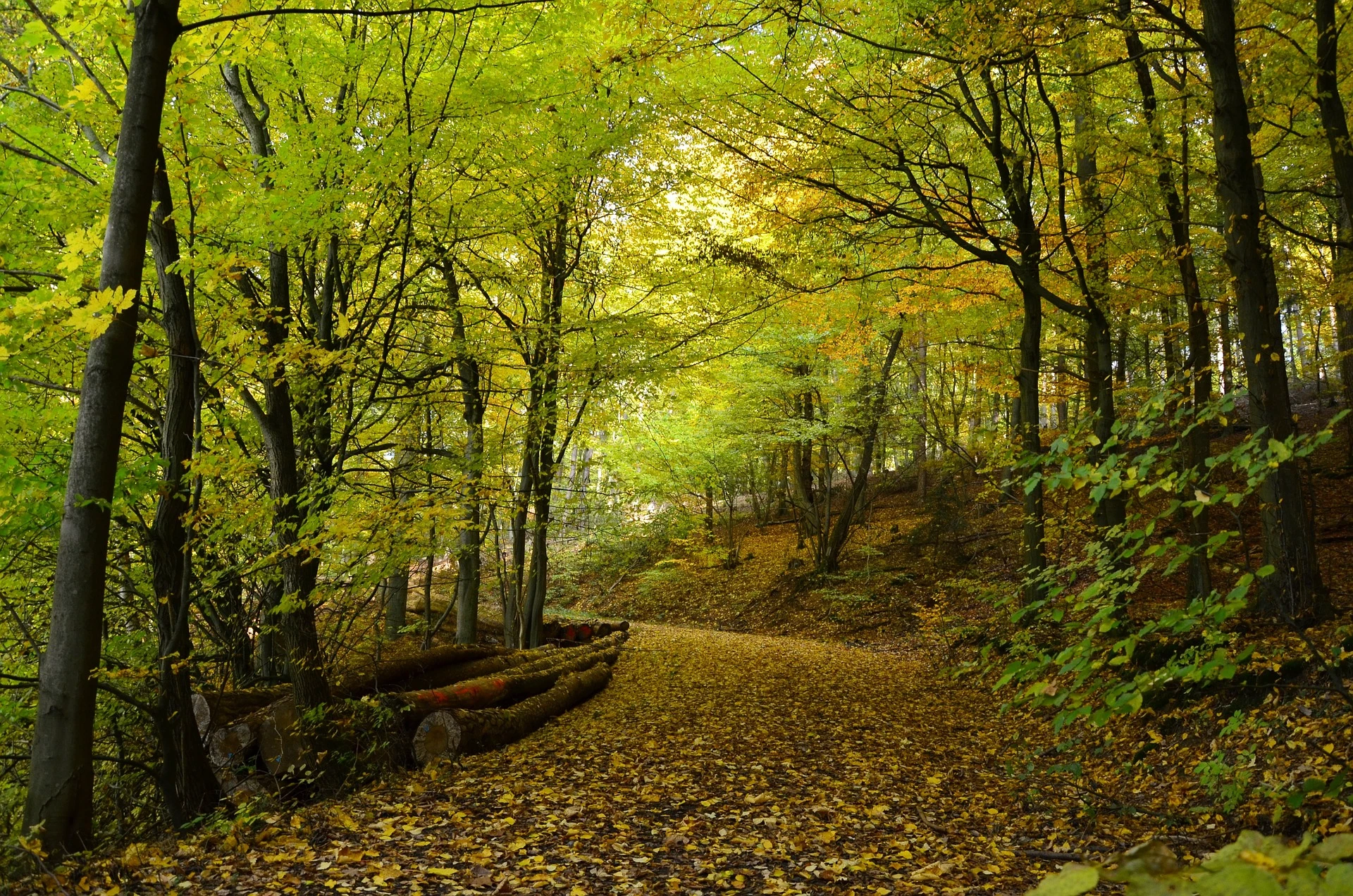 Waldweg