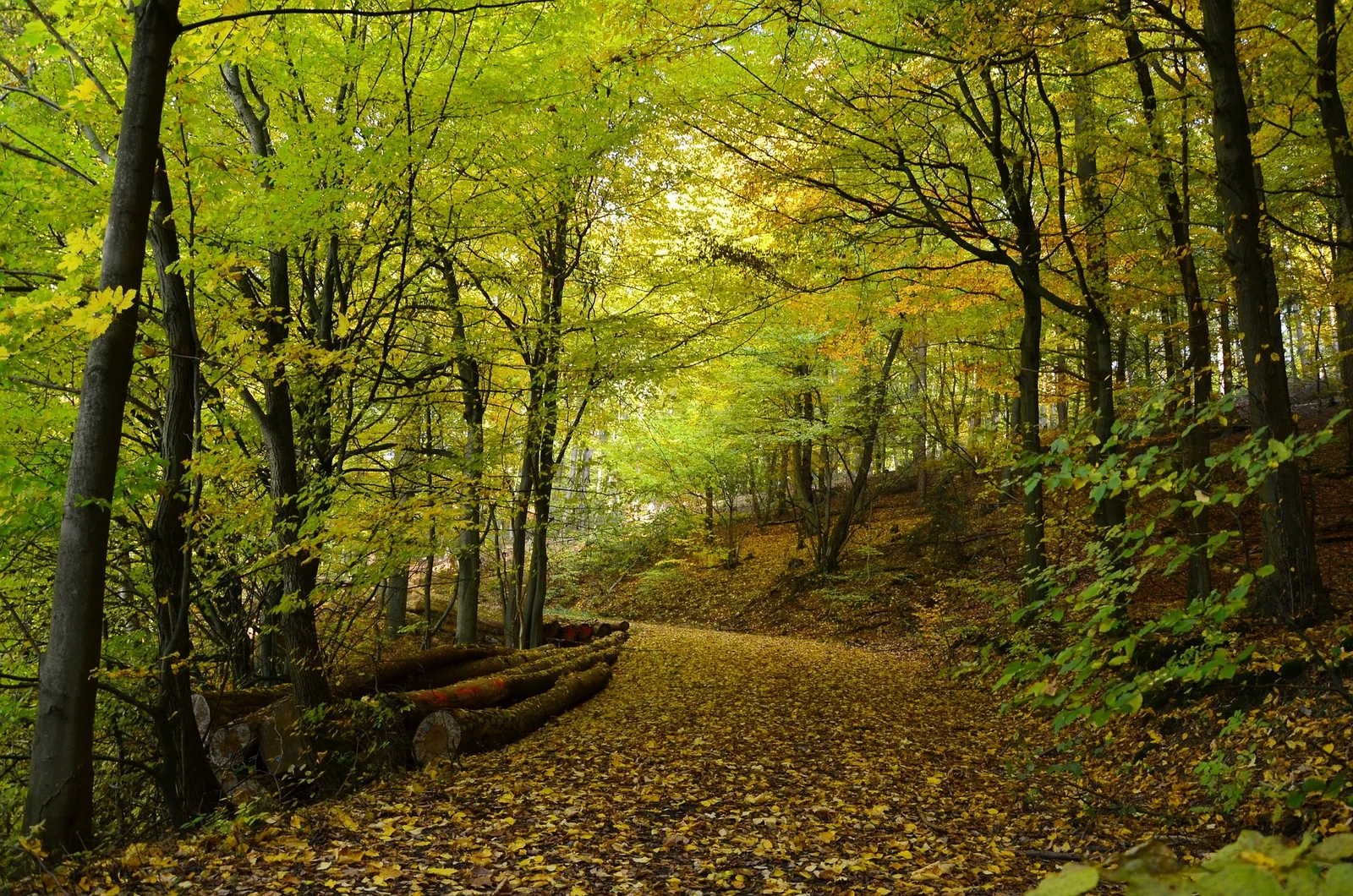 Waldweg