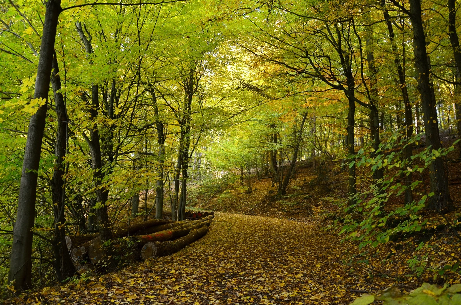 Waldweg