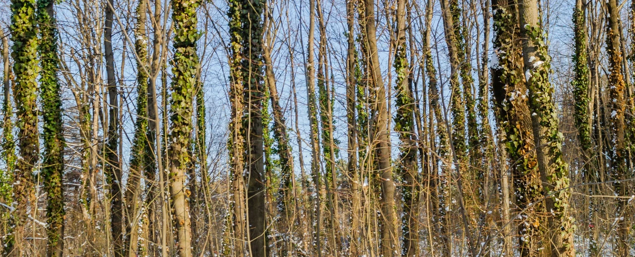 Winterlicher Wald mit Bäumen, die teilweise mit Efeu bewachsen sind. Leicht verschneit.