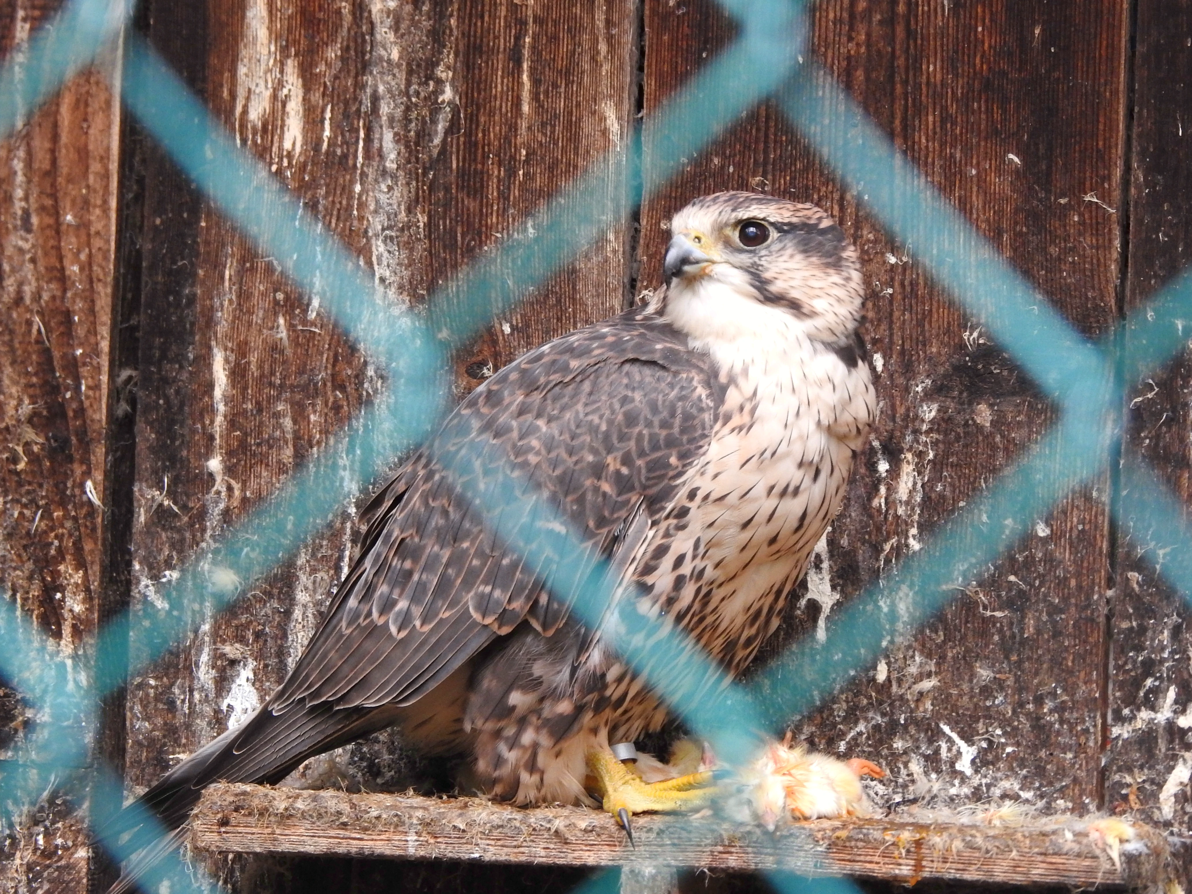 Würgfalke