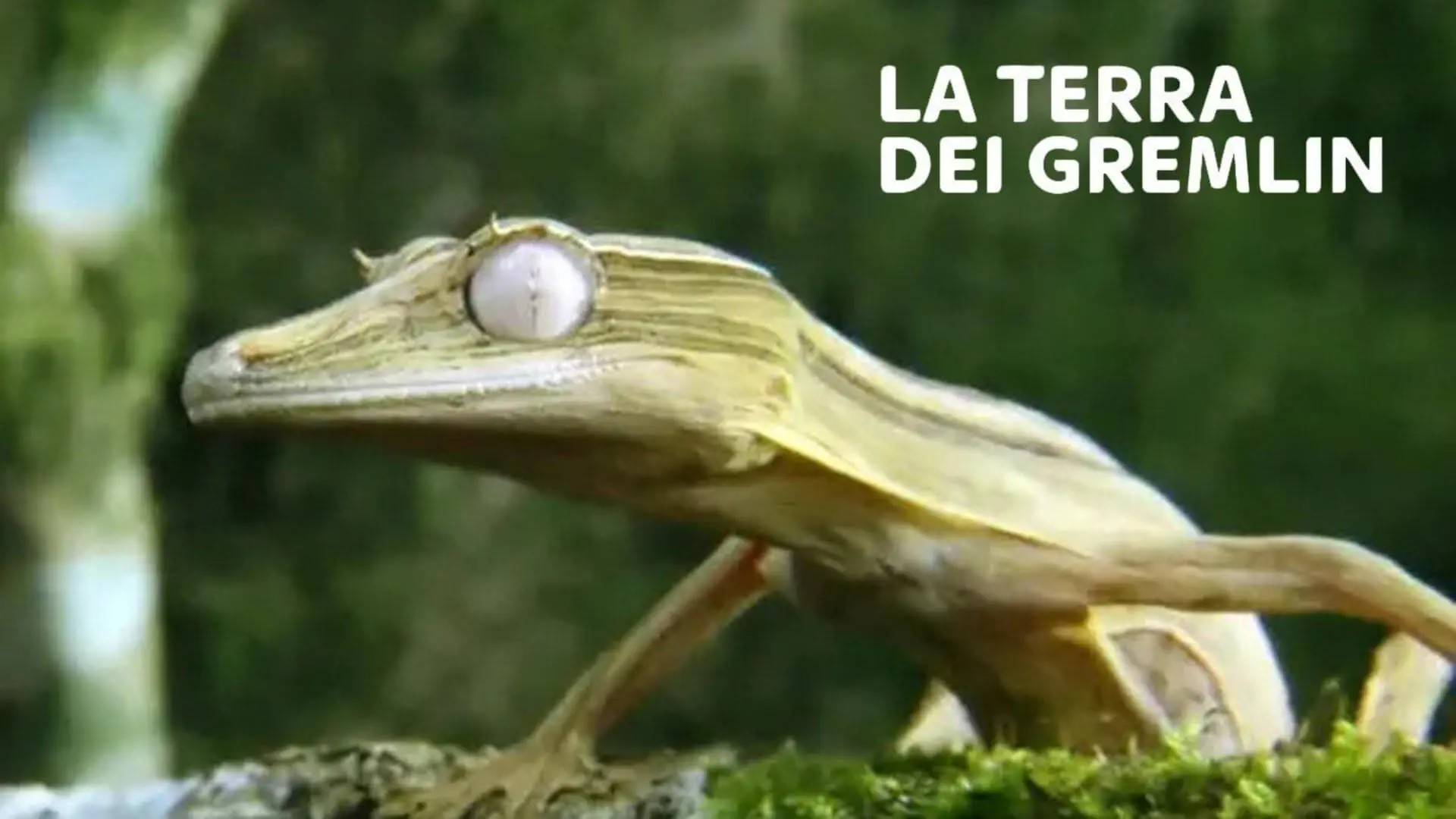 Land der Gremlins