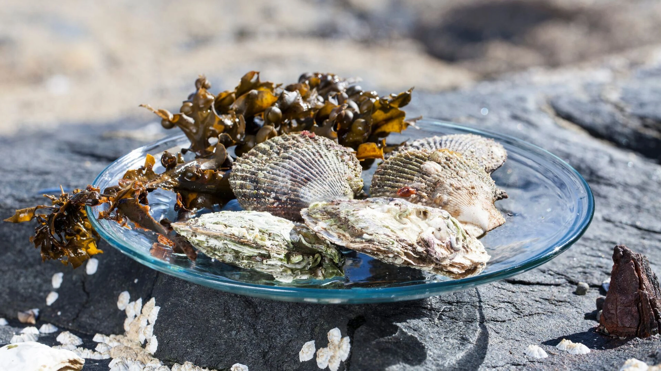 Nordlichter - Kulinarisch skandinavisch