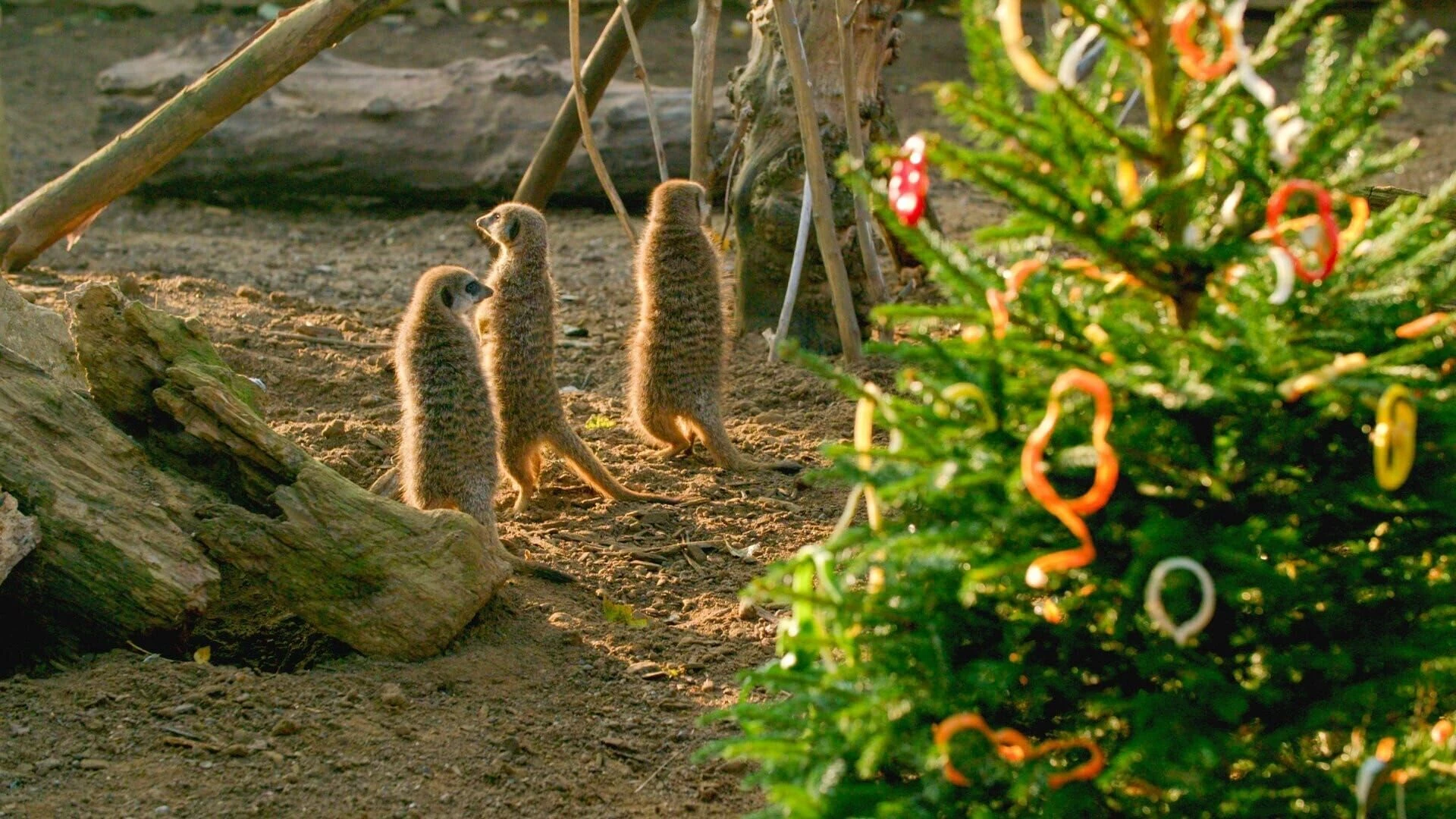 Zoo und so - Tierisch wild!