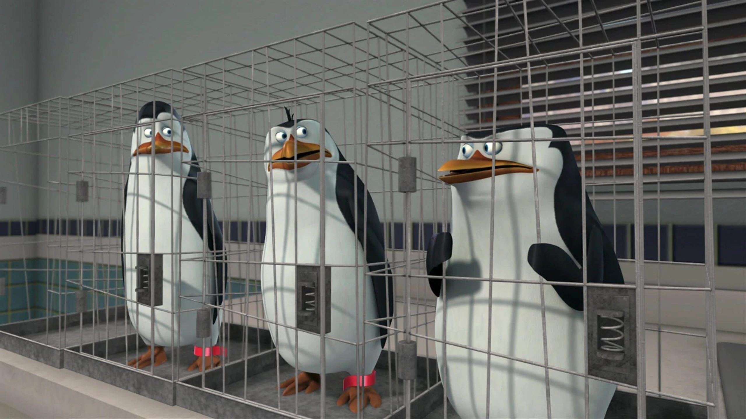 Die Pinguine aus Madagascar