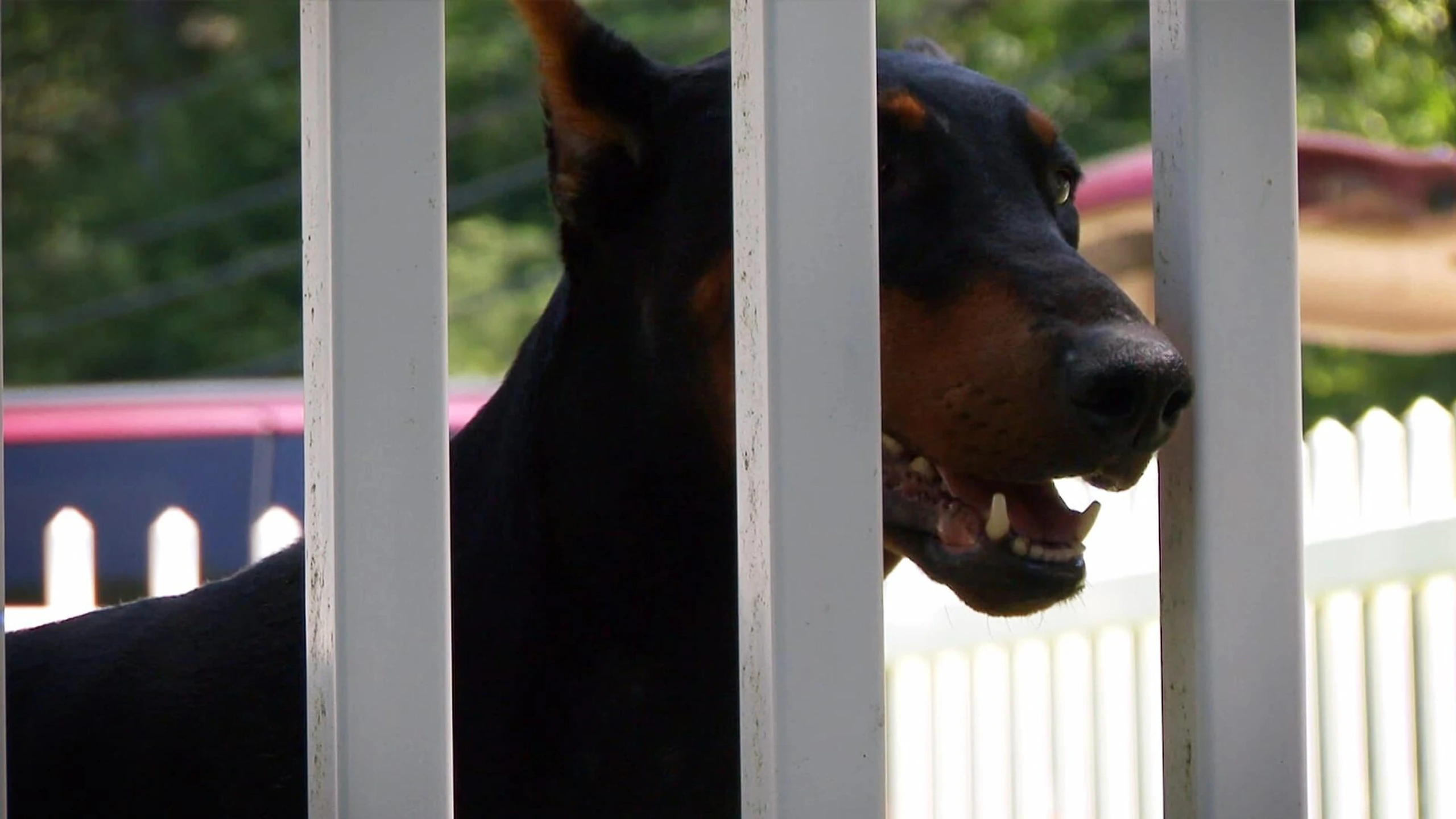 Das große Hunde-ABC: Best Of