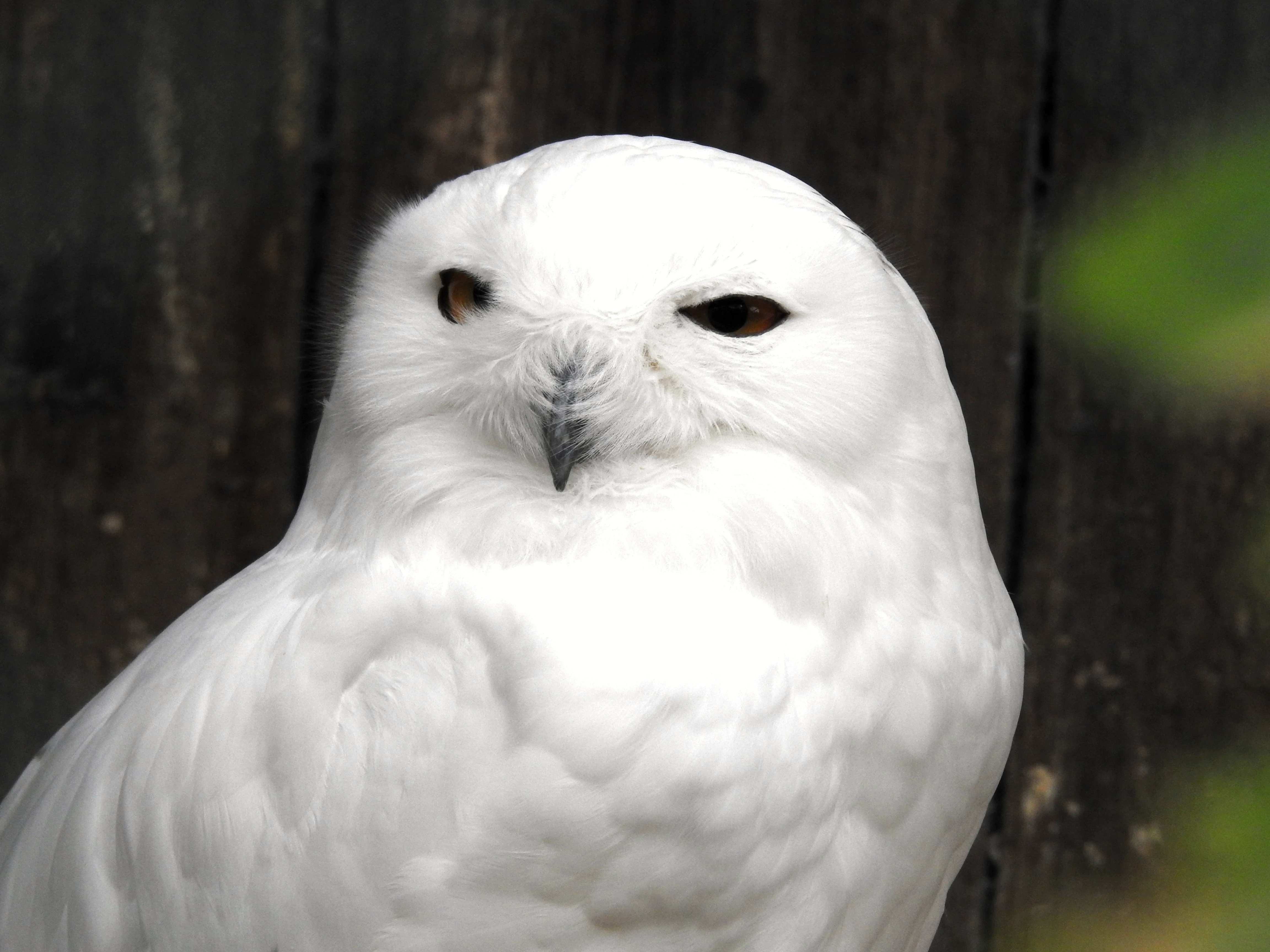 Schneeeule