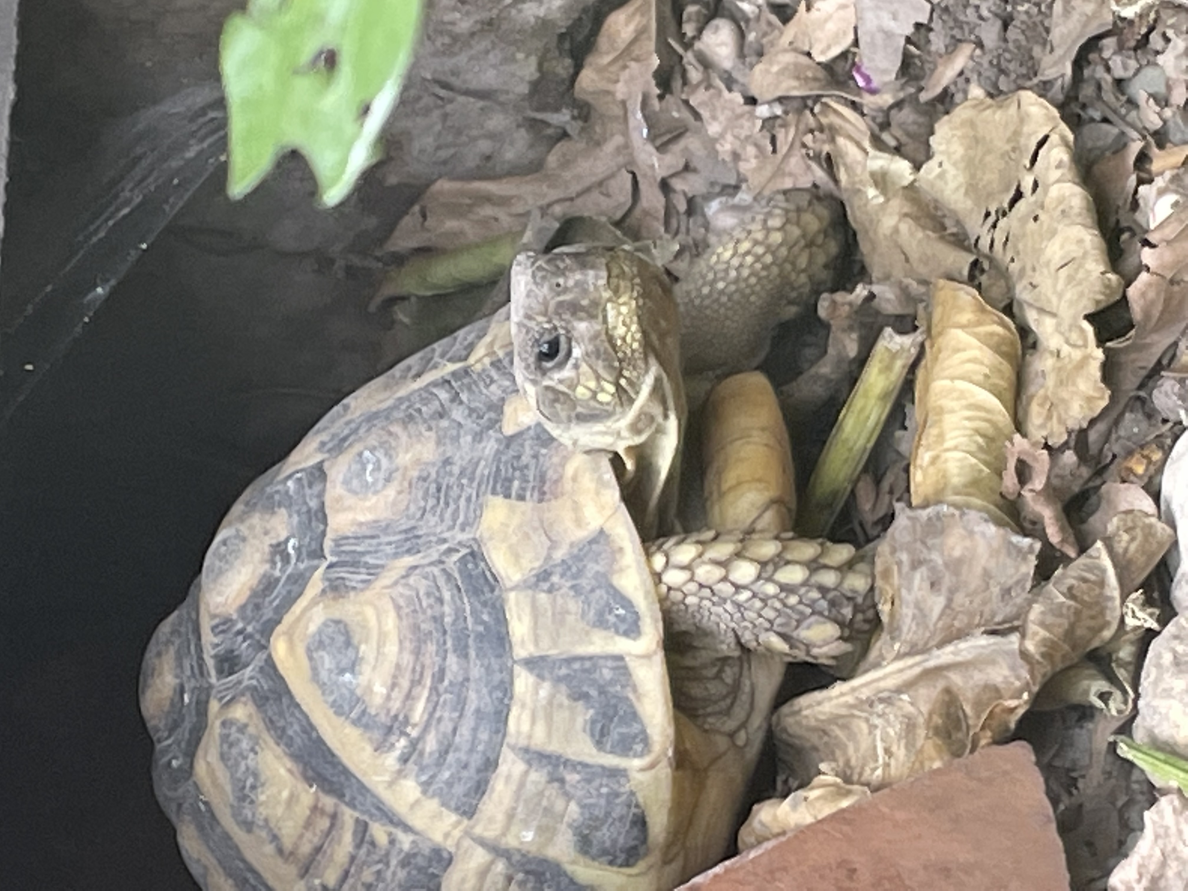 Tierische Entdeckung