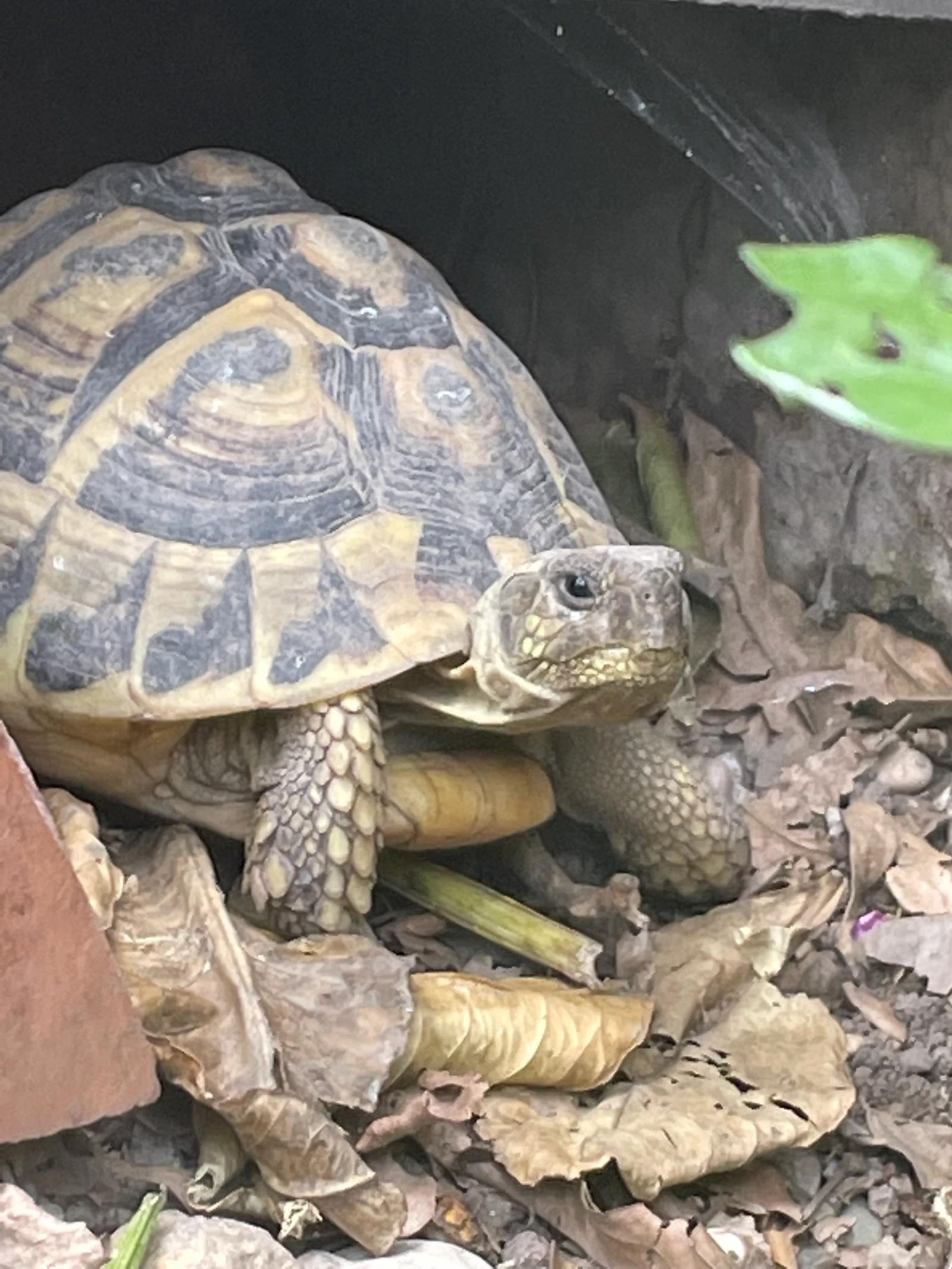 Tierische Entdeckung