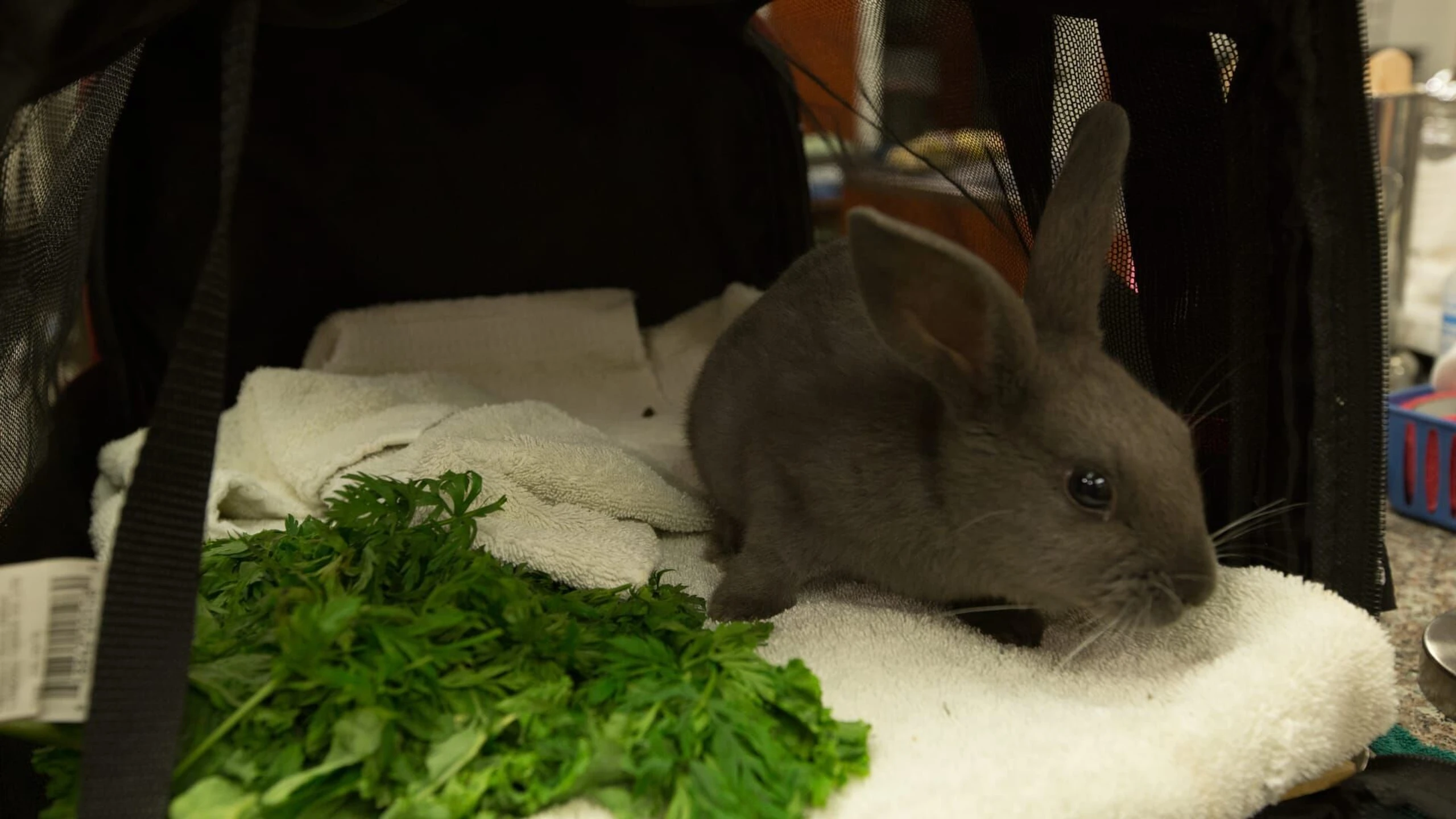 Dr. Ks tierische Notaufnahme