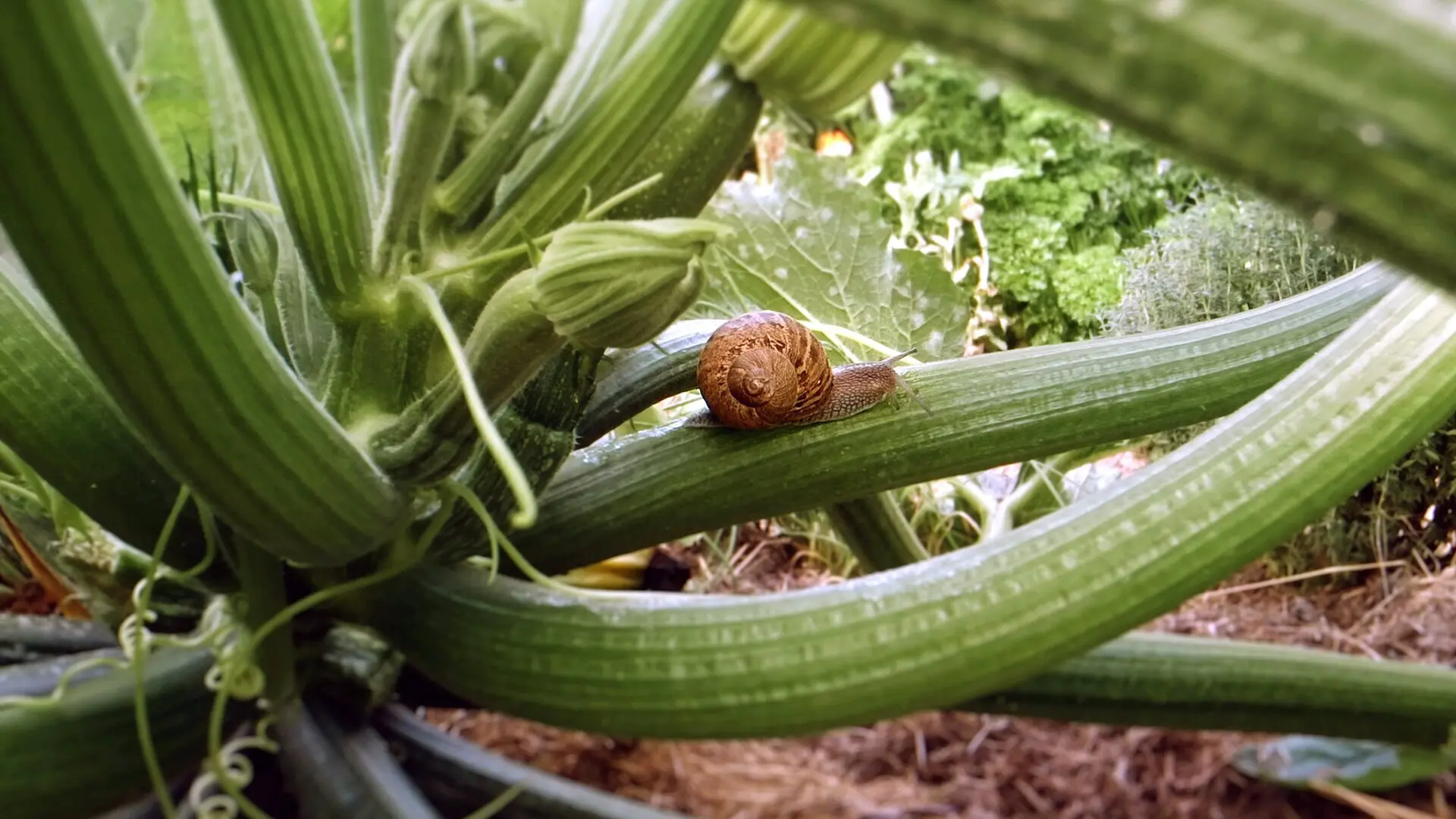 Naturwunder Gemüsegarten