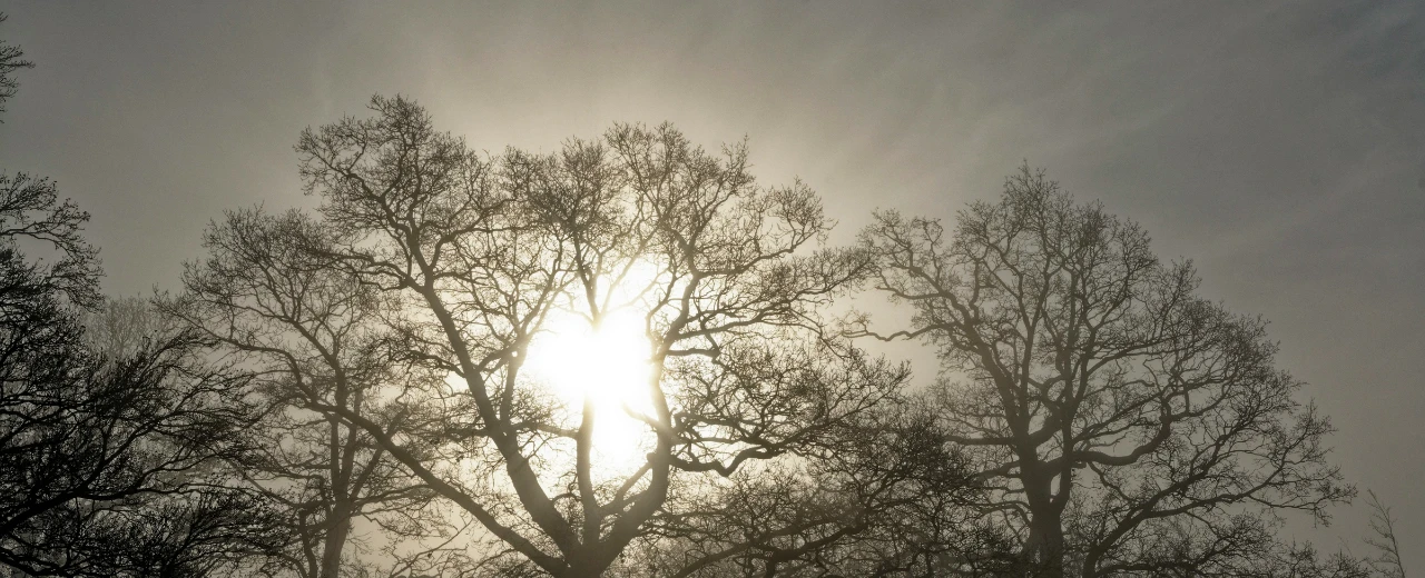 Sonnenaufgang durch kahlköpfige Bäume im Nebel. Stimmungsvolle Winterlandschaft.