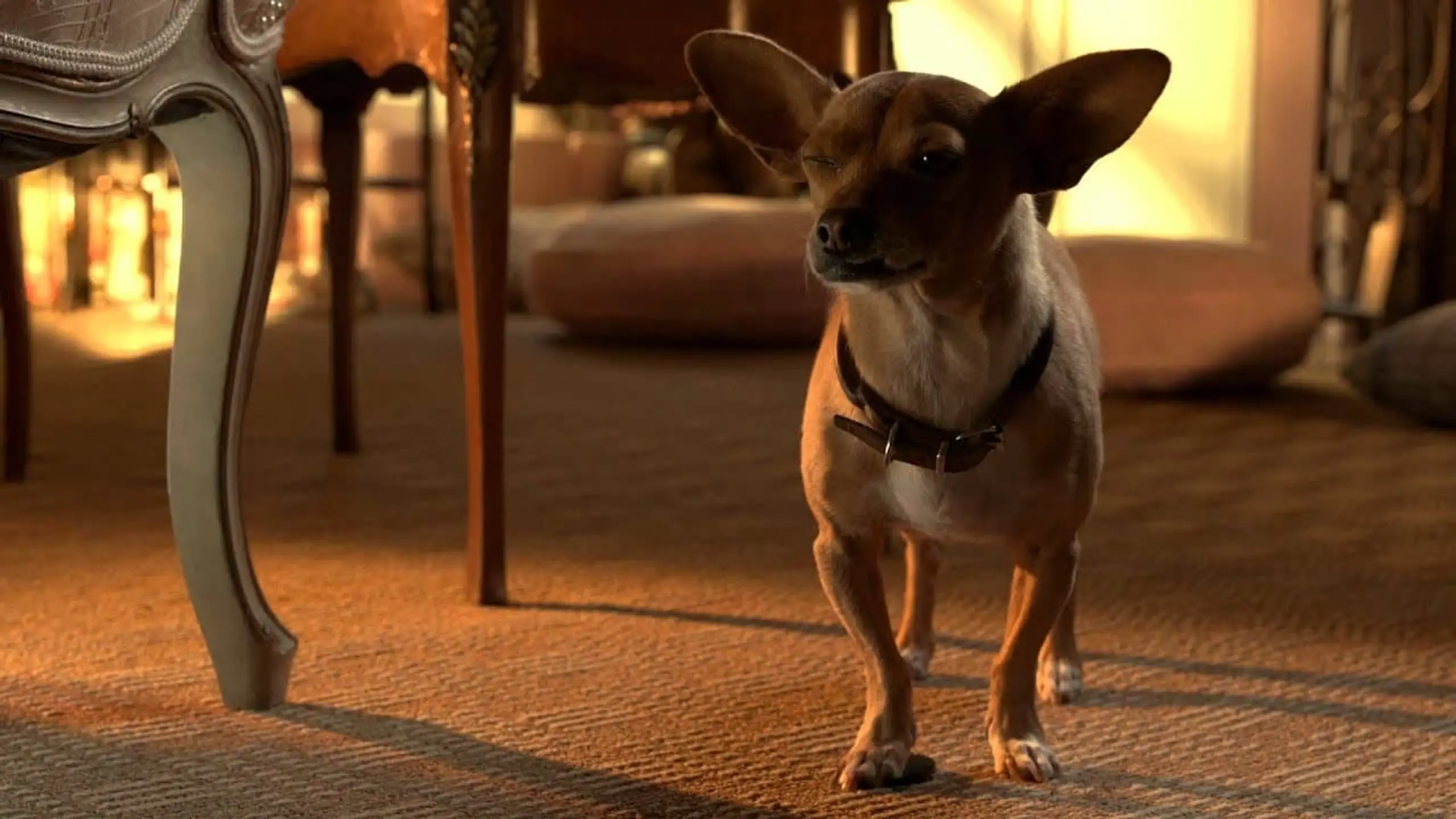 Beverly Hills Chihuahua 3 - Viva La Fiesta!