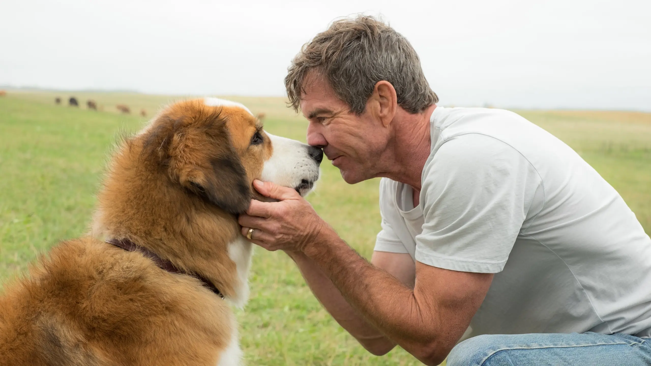 Bailey – Ein Freund fürs Leben